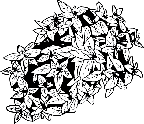 Black and white illustration of Australian River Mint, a rare species in Tasmania.