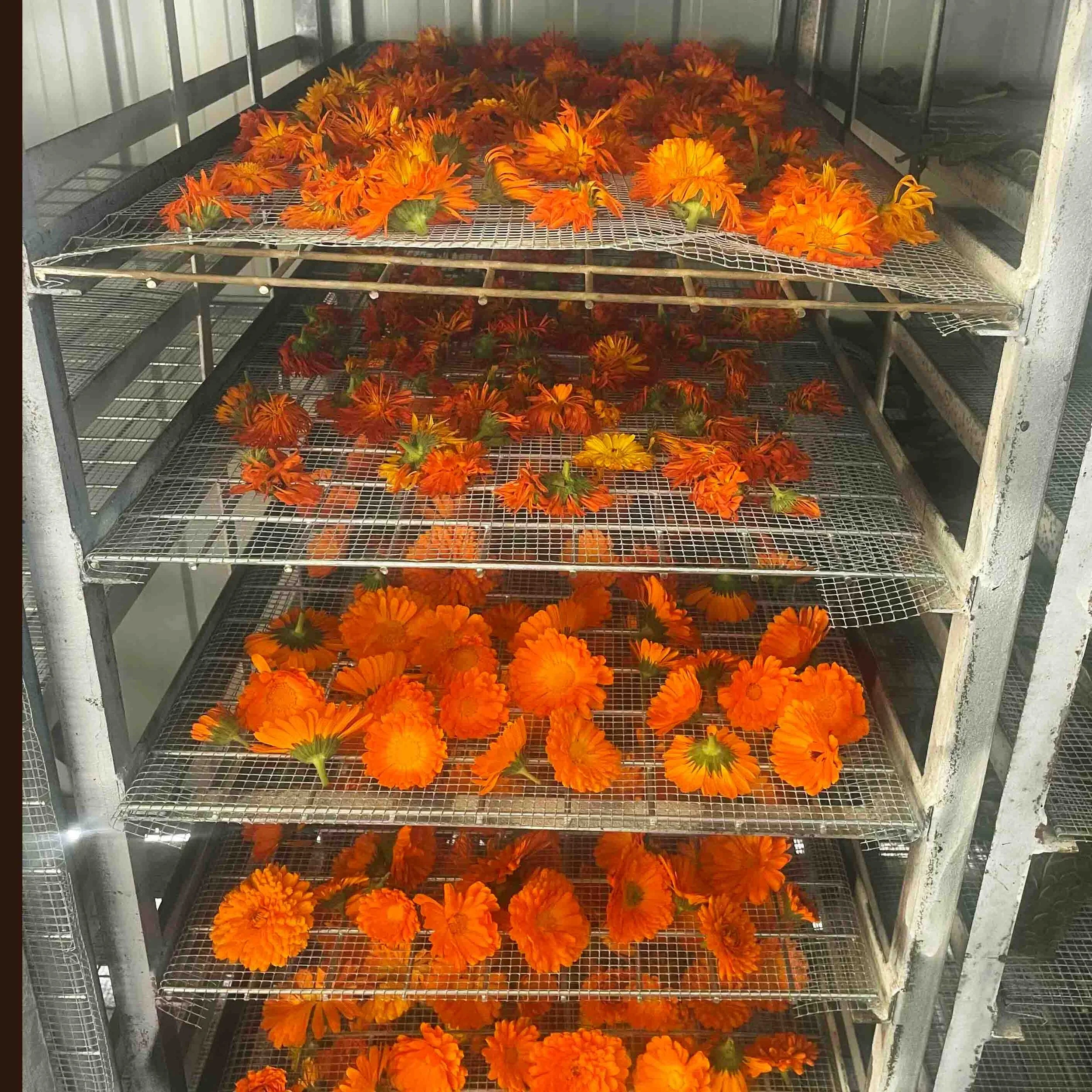 Orange Calandula flowers drying on metal racks in a solar dryer.