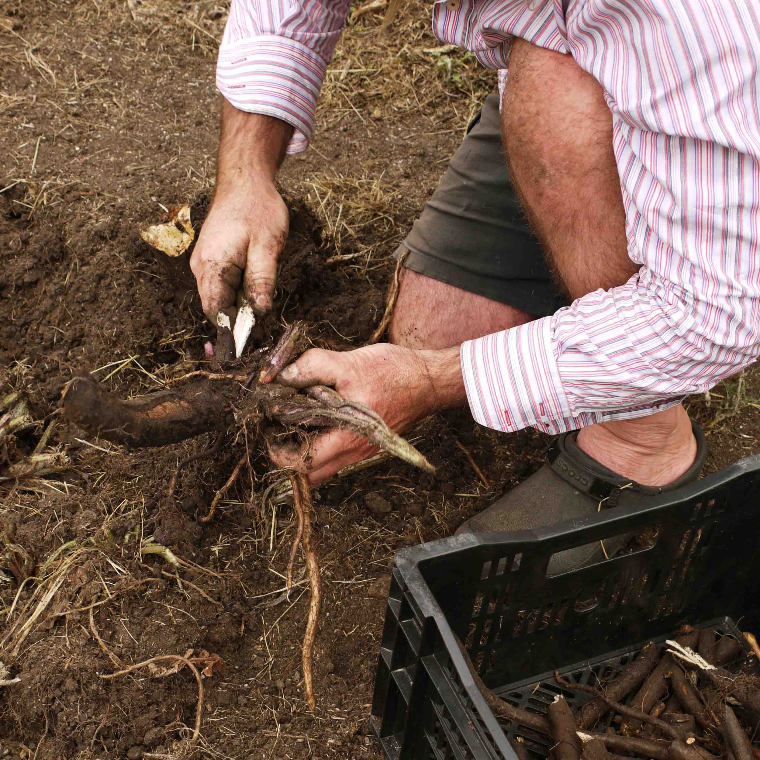 Person digging up Comfrey roots in soil, with a crate of harvested roots nearby.