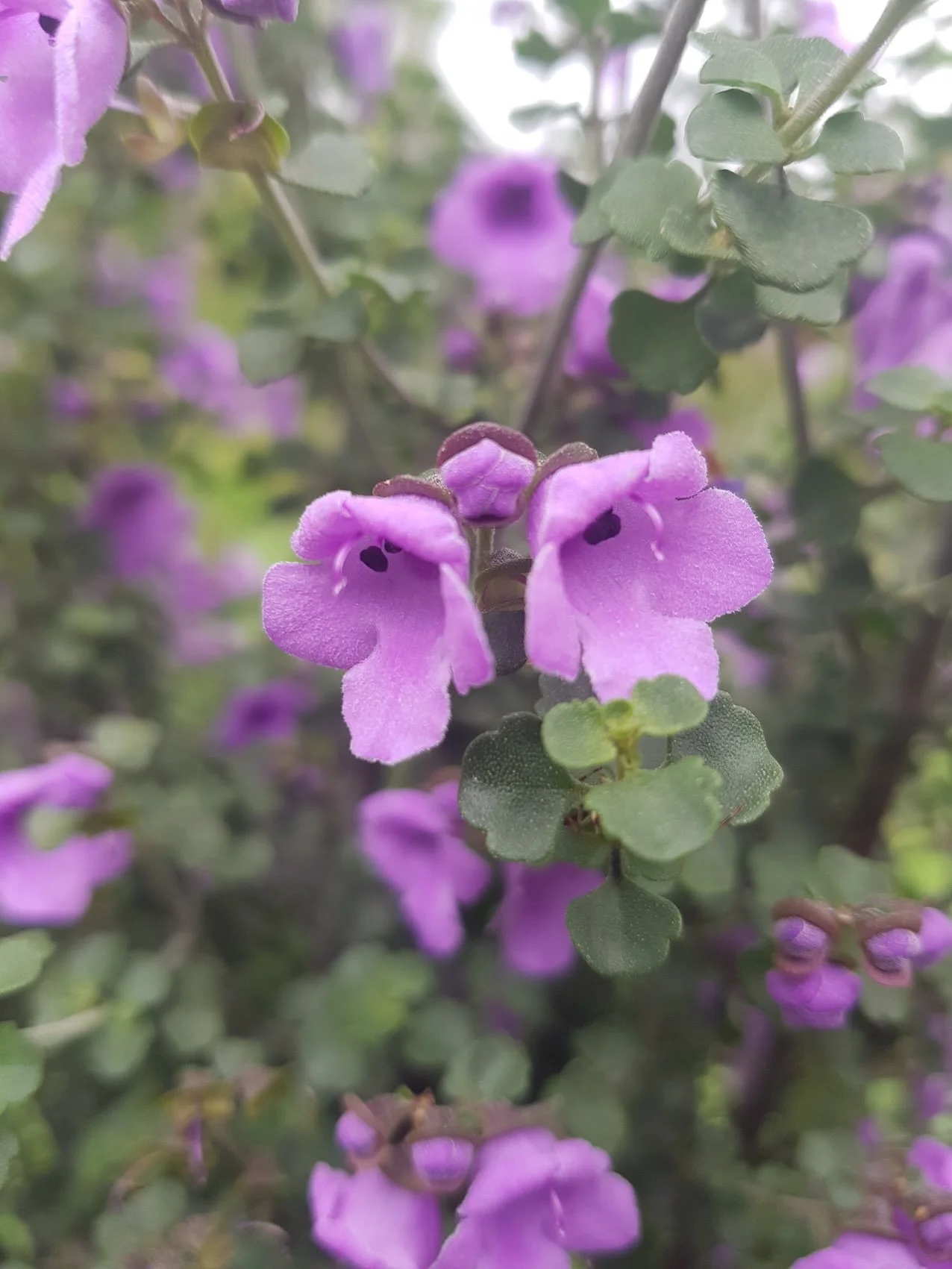 Prostanthera rotundifolia flowers copy.jpg