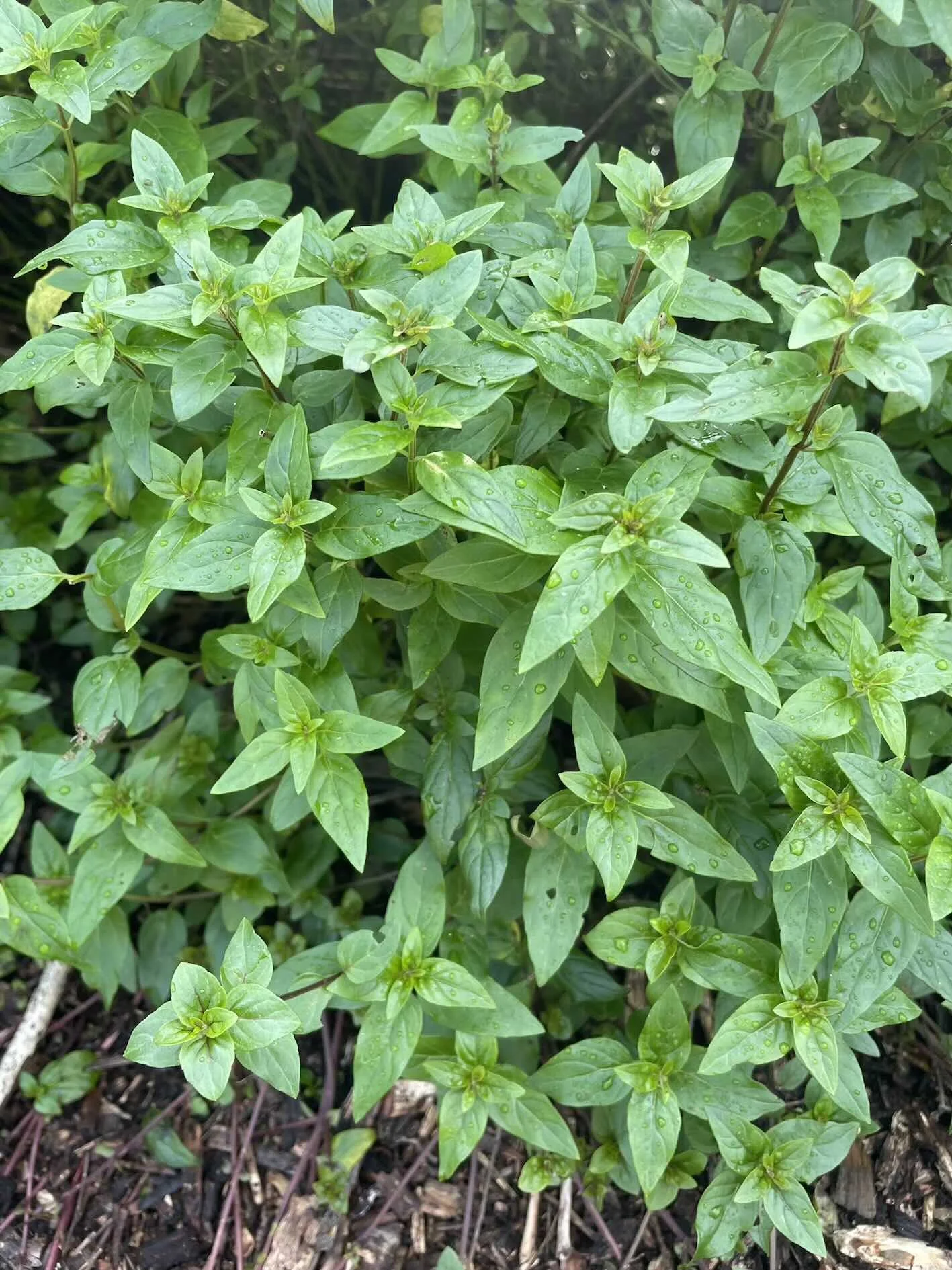 mentha australis clump.jpg