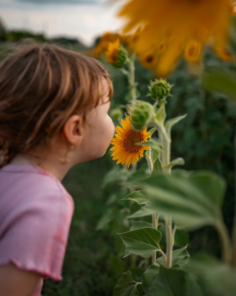 Ein junges Mädchen mit braunen Haaren riecht an einer Sonnenblume in einem Sonnenblumenfeld.