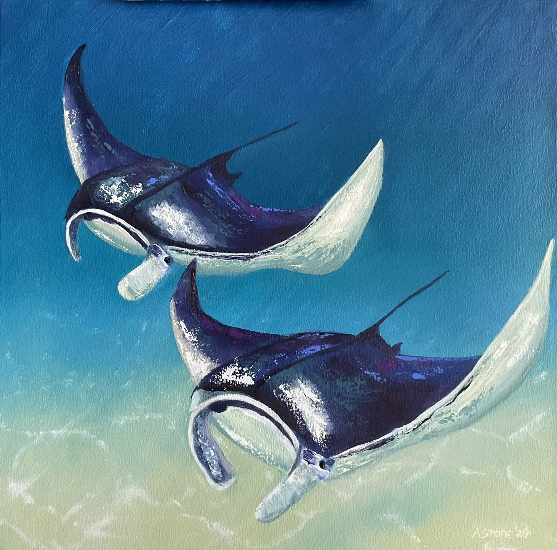 Flying Mantra Rays 2026, Oil on Canvas 60x60x4 cm