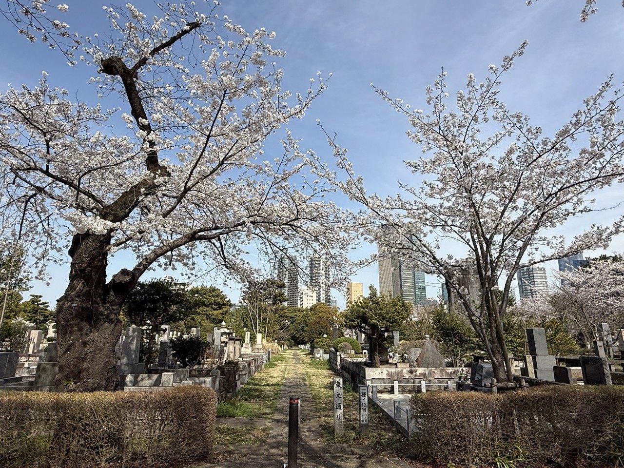 Aoyama Cemetery in Spring