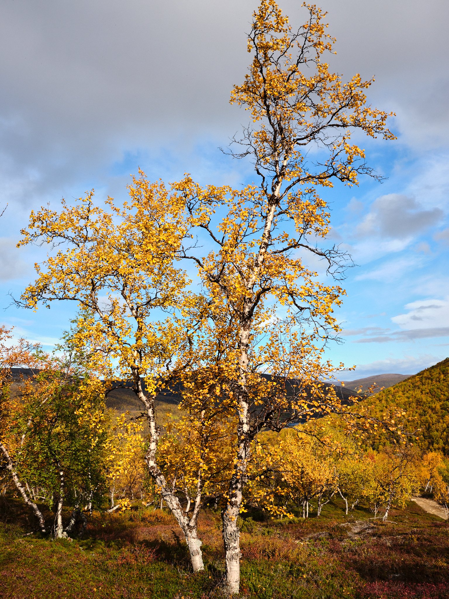 4 cabin house 0060.jpg