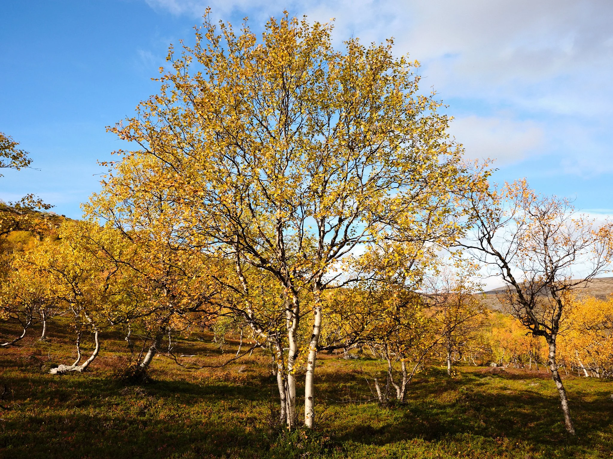 4 cabin house 0058.jpg