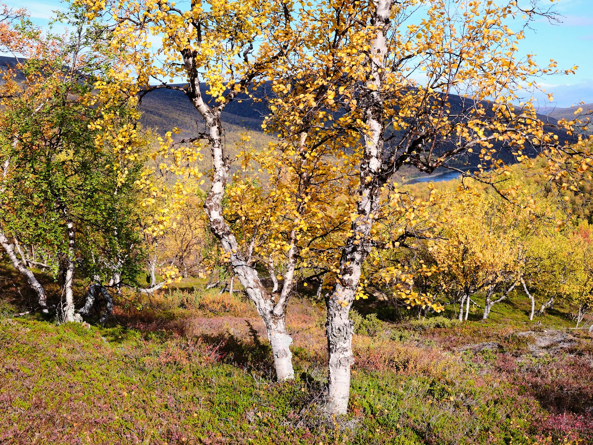 4 cabin house 0063.jpg