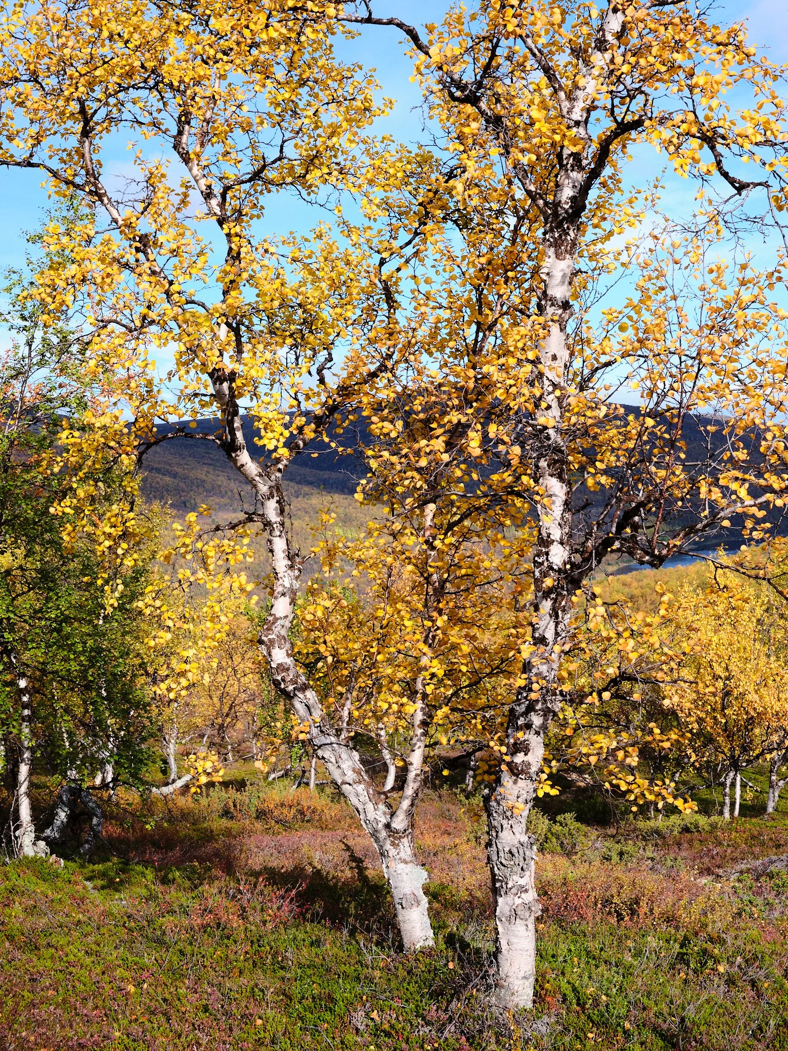 4 cabin house 0062.jpg