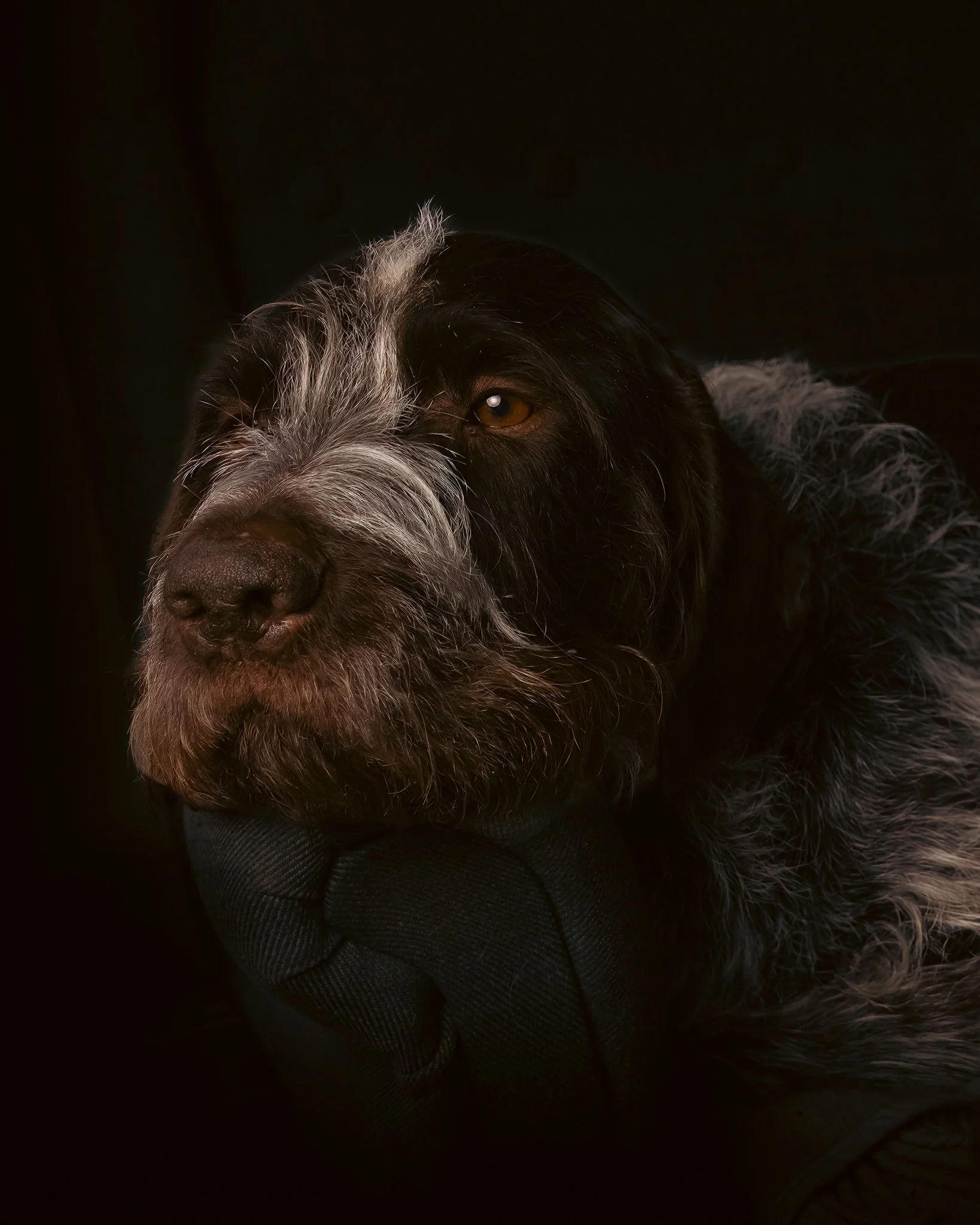 Om artgränser, empati och ödmjukhet