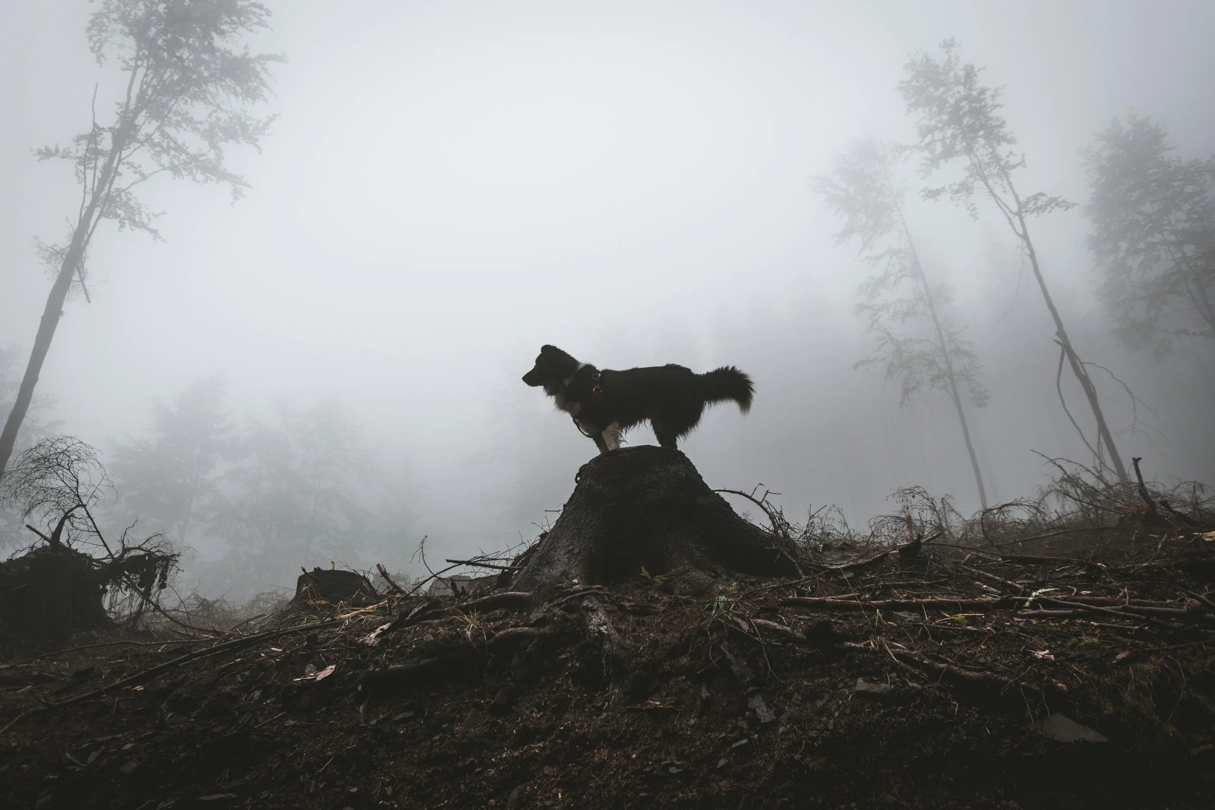 Väluppfostrad my a**!