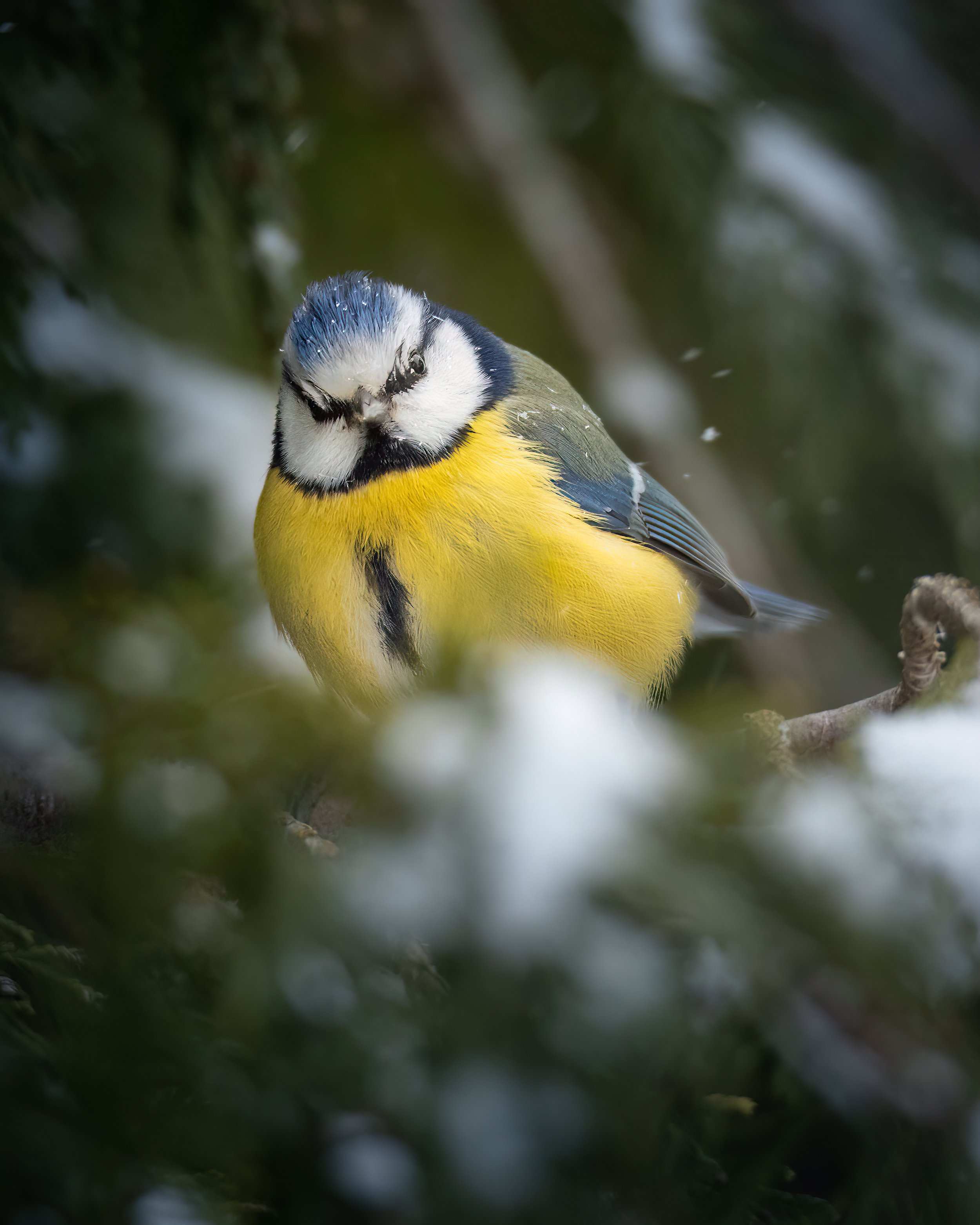 Blåmes i ett snöigt Sverige
