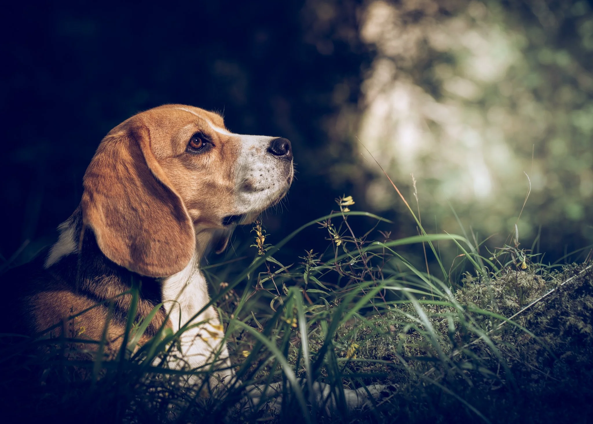 Nosarbete för inre balans