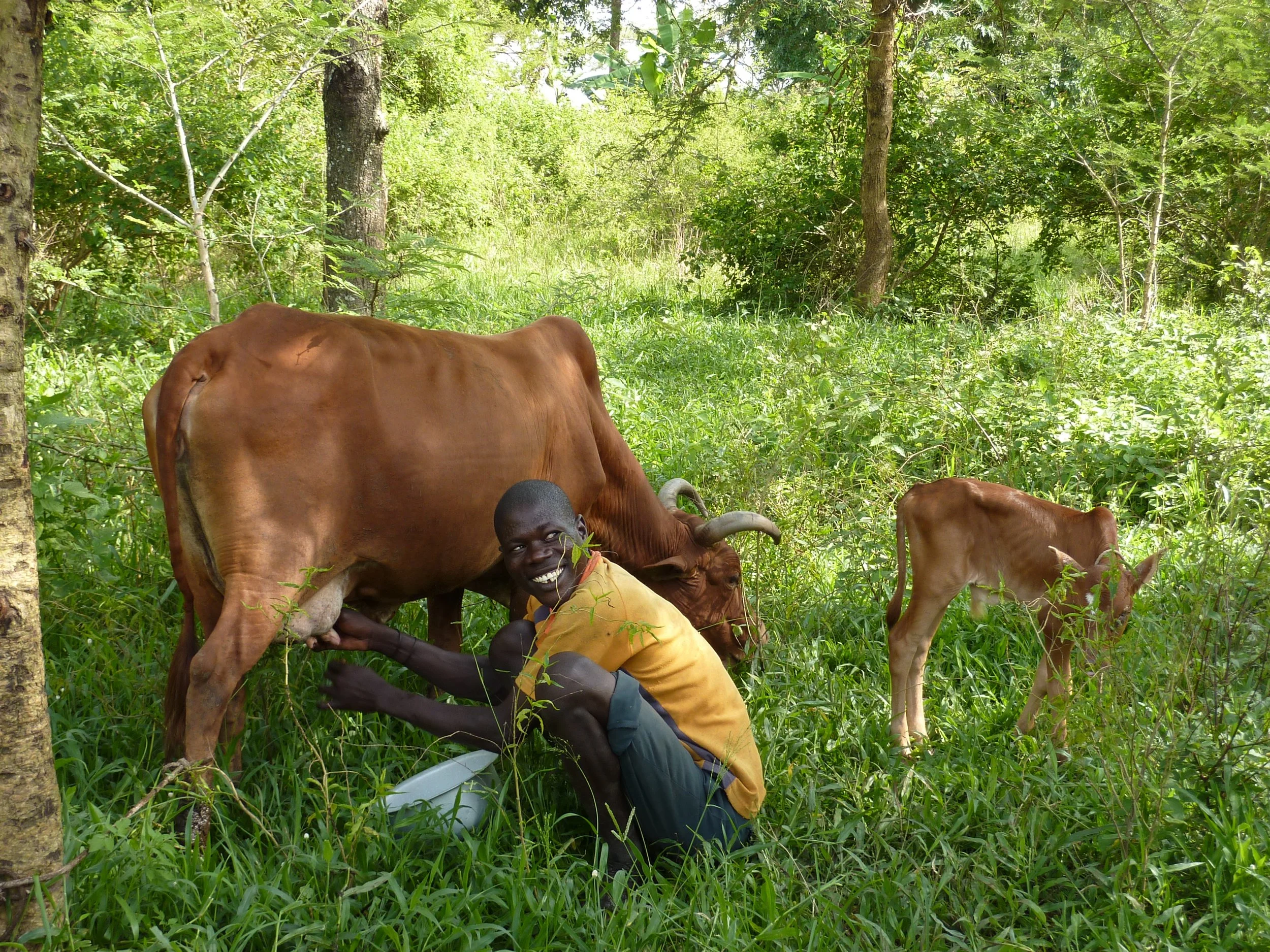 2010 Teso landscape with CHIPS cow.JPG