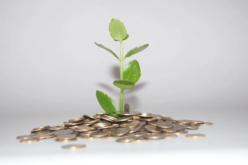 Pièces de monnaie et plante