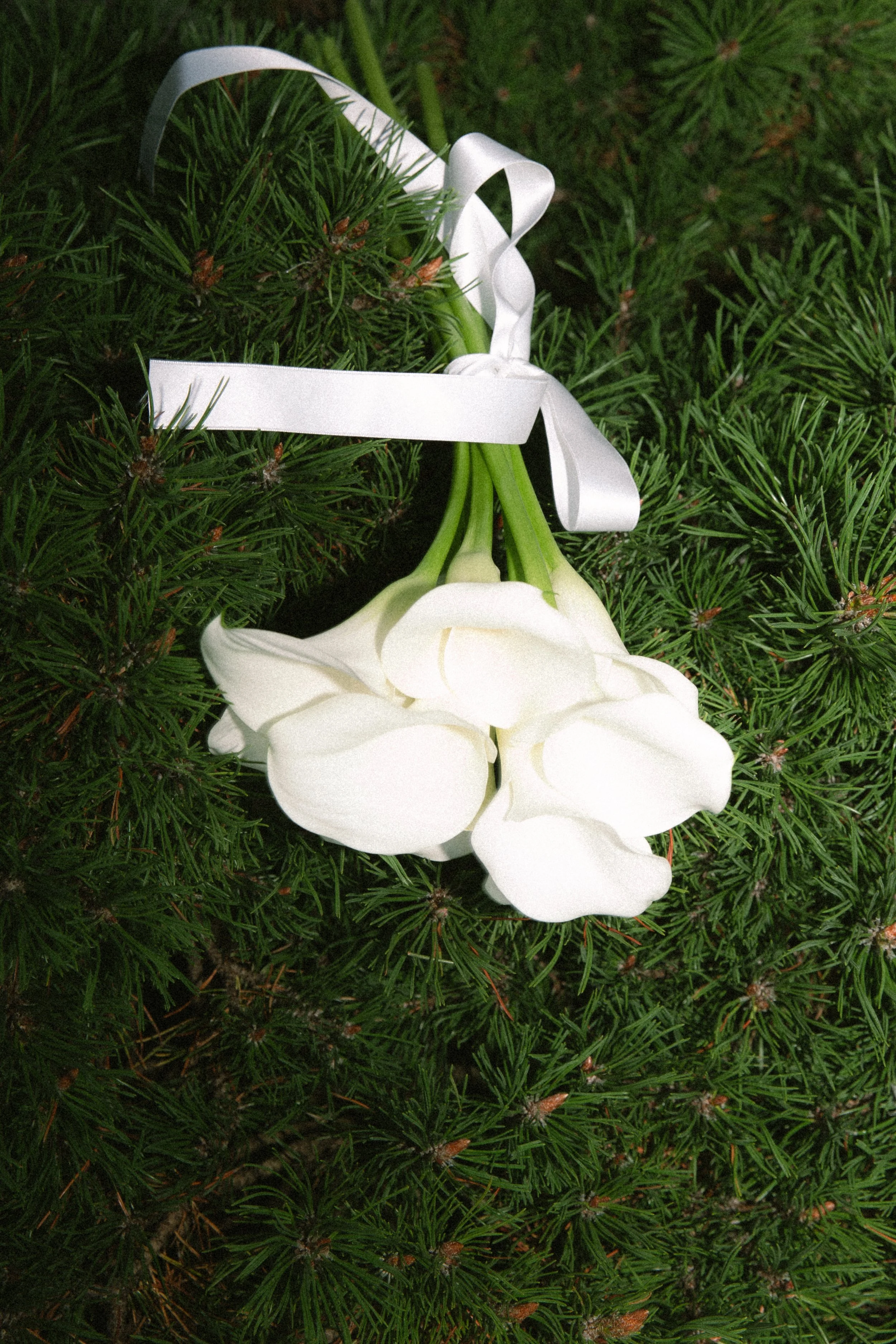 White flower with green stem resting on green pine branches, with a white ribbon tied around the stem.
