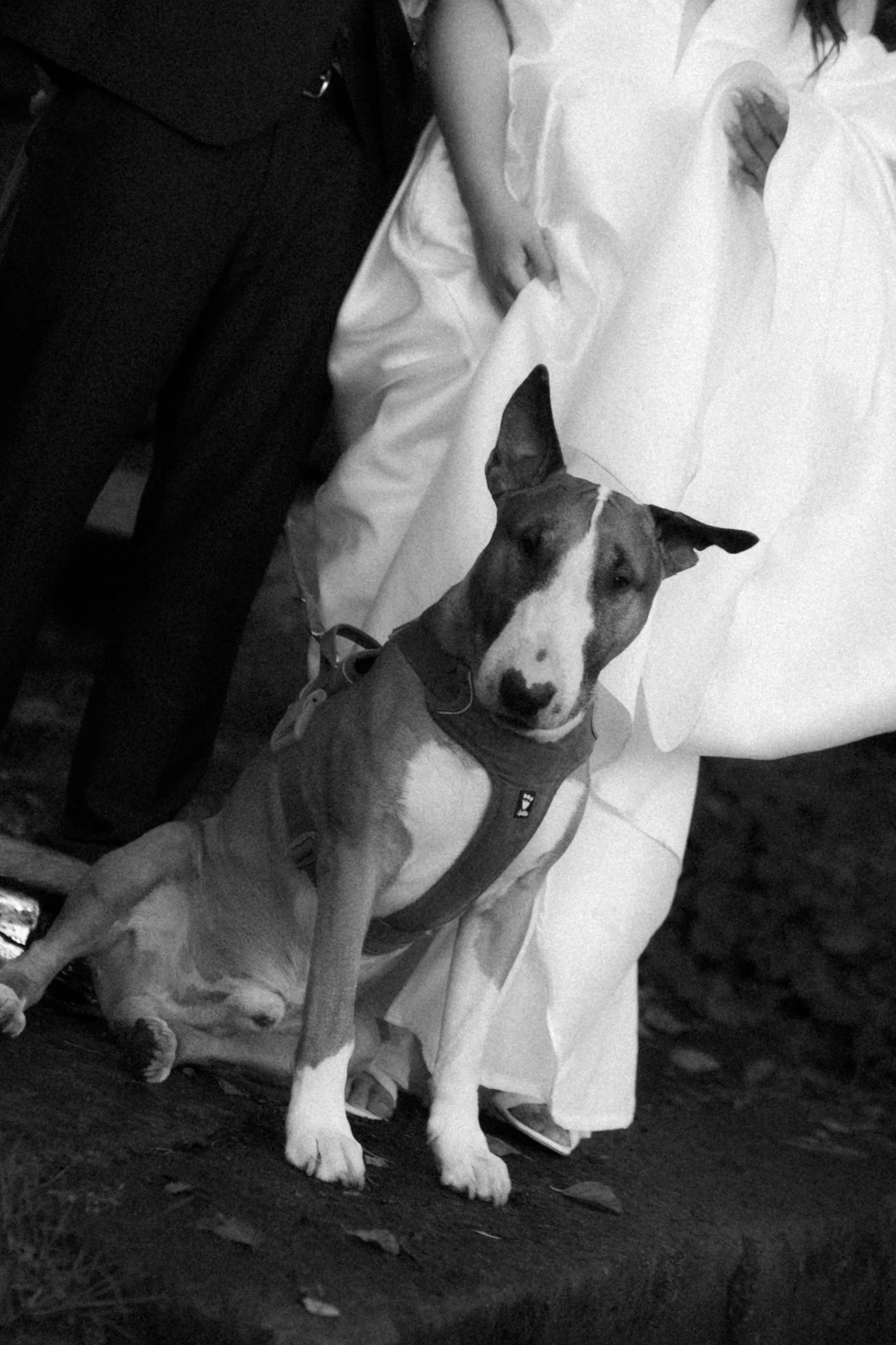 A dog with a harness sitting on the floor next to a person who is sitting on a bed, with part of their face and arm visible, in a black and white photo.