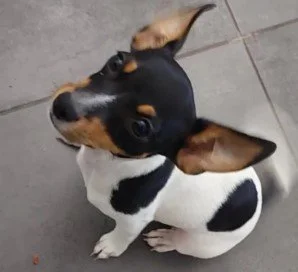 pepper.jpg