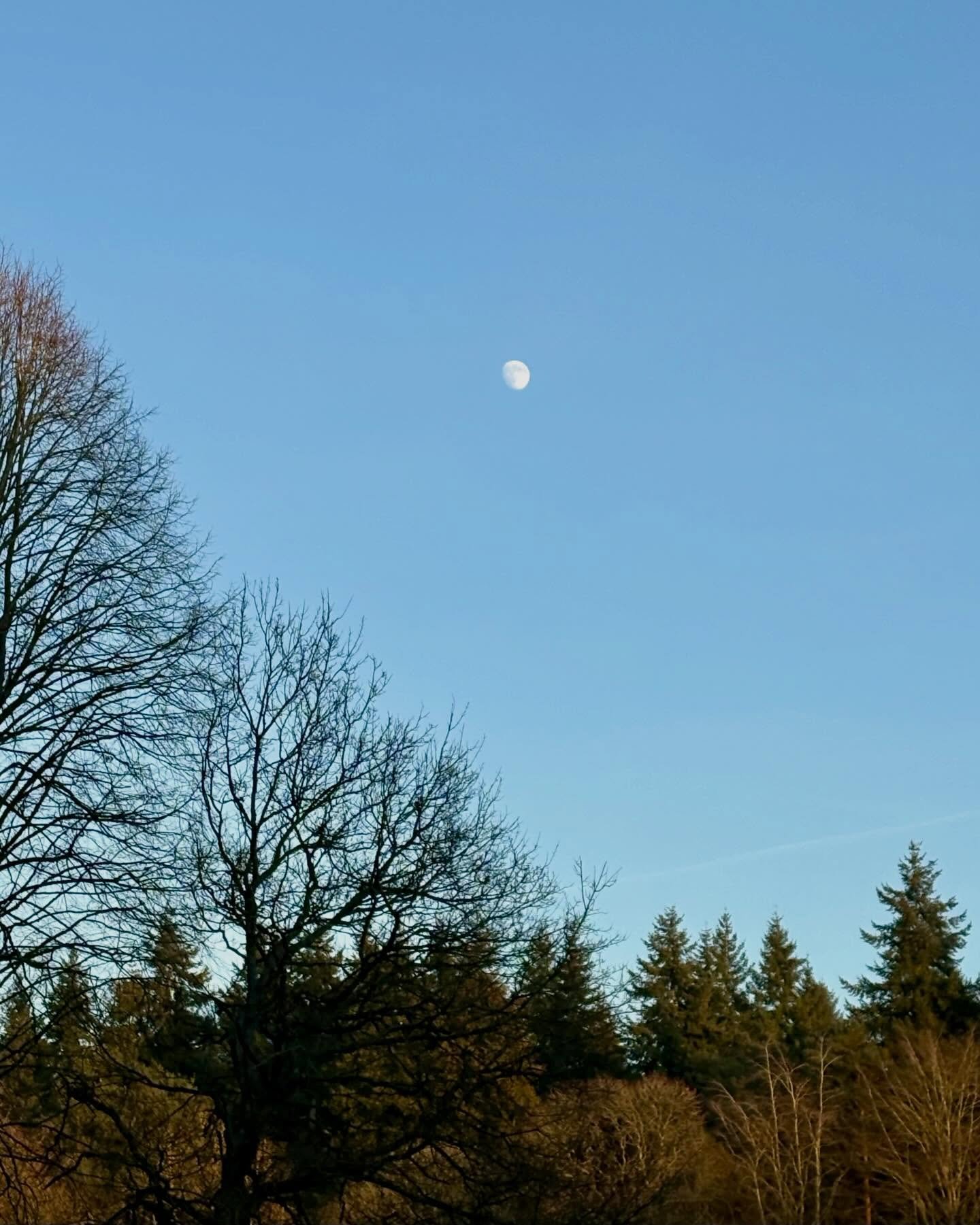 Camera roll from January 🌙🌲✨

#reflexology #nutritionaltherapy #wellness #fullmoon #reflexologist