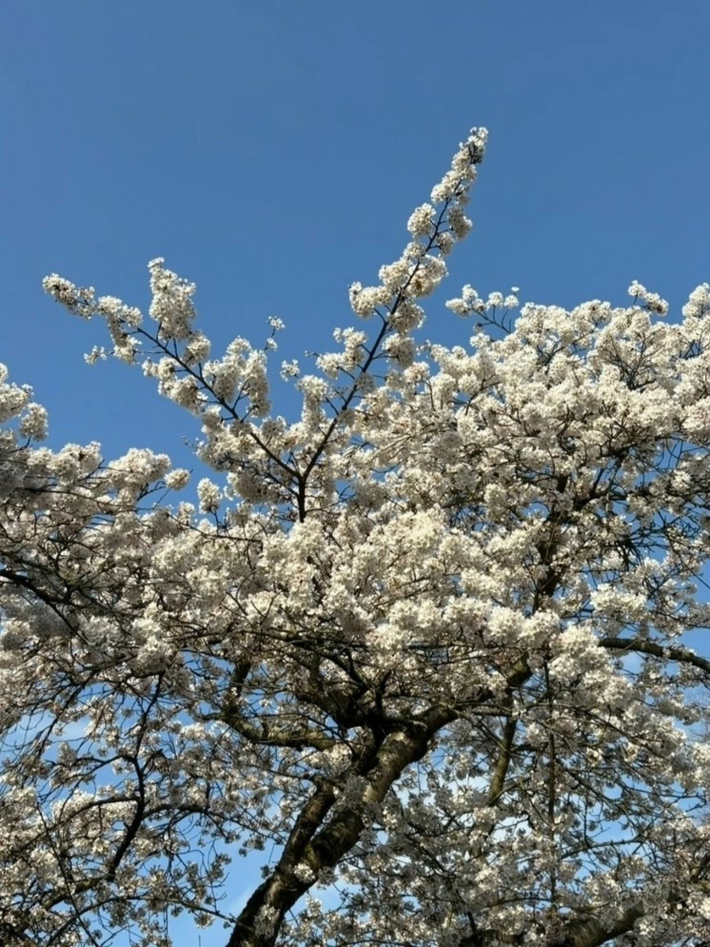 Reflexology at The Sunflower Centre, Brockley

Each Friday I offer reflexology sessions at the calm Sunflower Centre @thesunflowercentre_se4 in Brockley next to Hilly Fields. I&rsquo;ve included a few frequently asked questions below, and you&rsquo;r