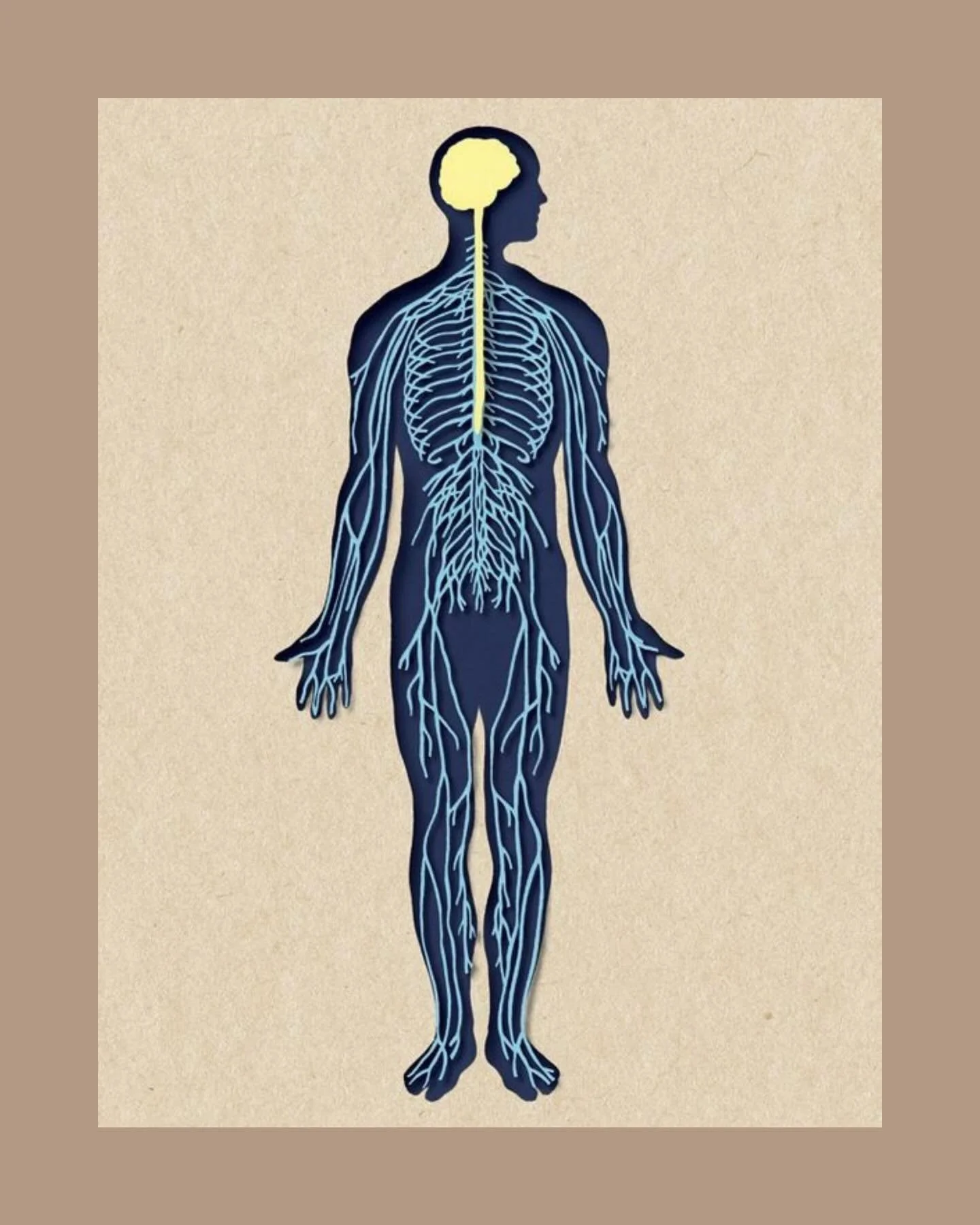 Last week I completed an Advanced Spinal Reflexology CPD, exploring how the intricate pathways of spinal nerves can be supported through targeted work on the spinal reflex areas of the feet.

By working with the 7 cervical, 12 thoracic, and 5 lumbar 