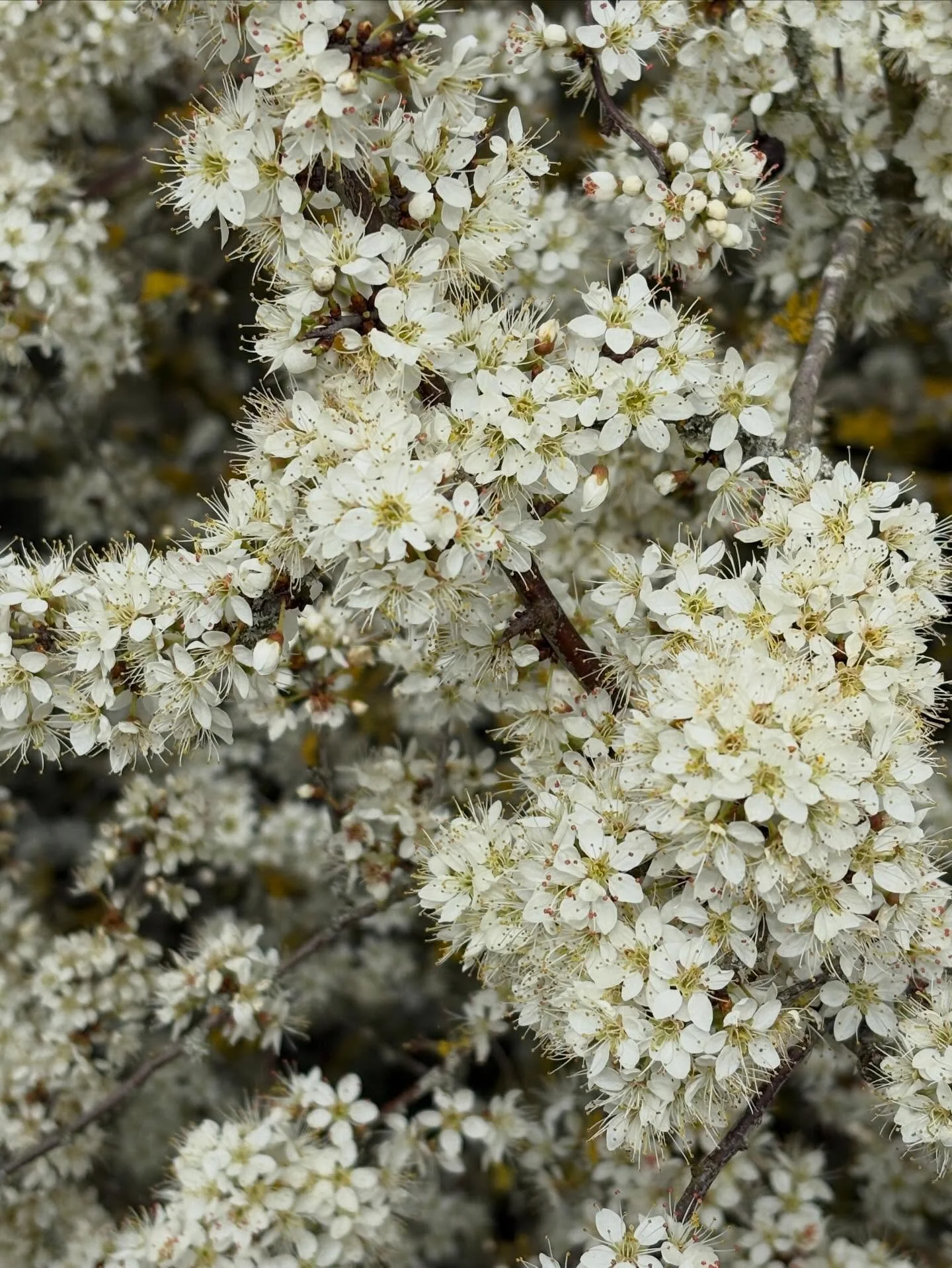 Easter symbolises renewal, resurrection and new beginnings. 🥚🌱

Holistically, spring represents the same process within the body. As nature shifts into growth and expansion, the body follows, activating the liver system, increasing energy flow, and