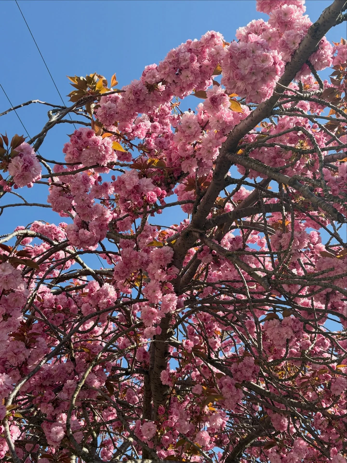 Spring scenes in South East London (sorry more blossom spam!)

#greenwich #brockley #blossom #spring