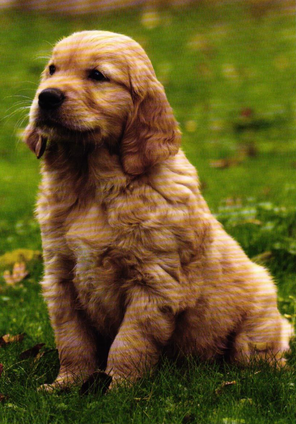 Meet Pickle