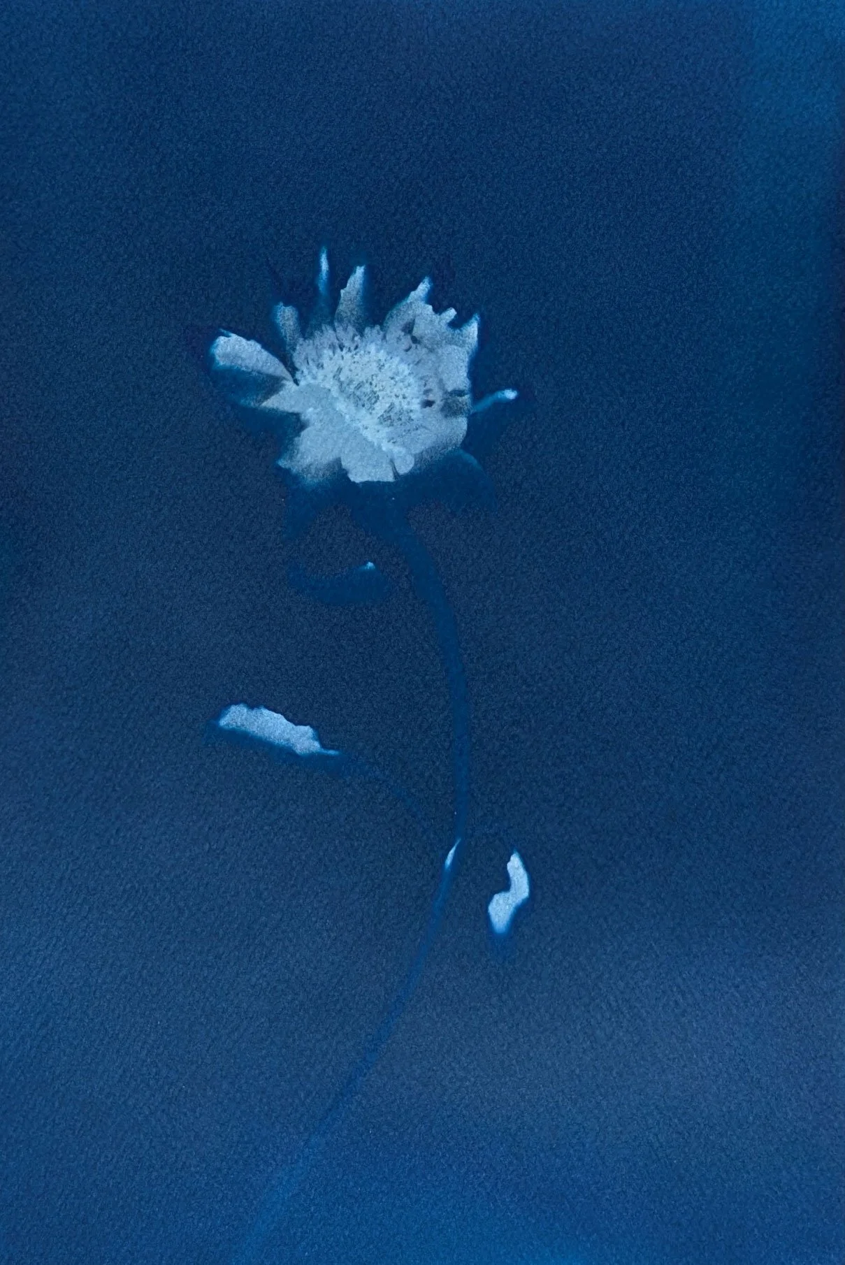 Blue-sunflower-5.jpg