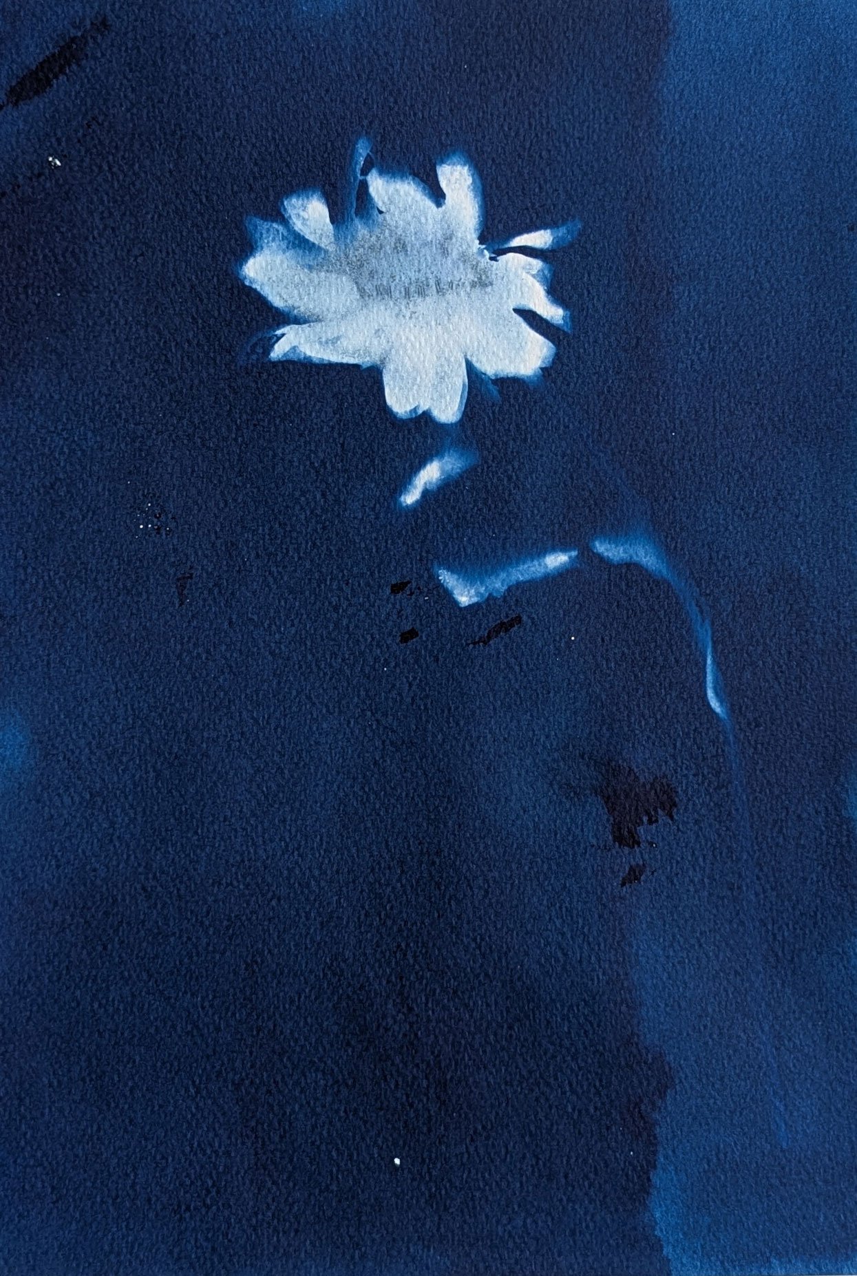 Blue sunflowers