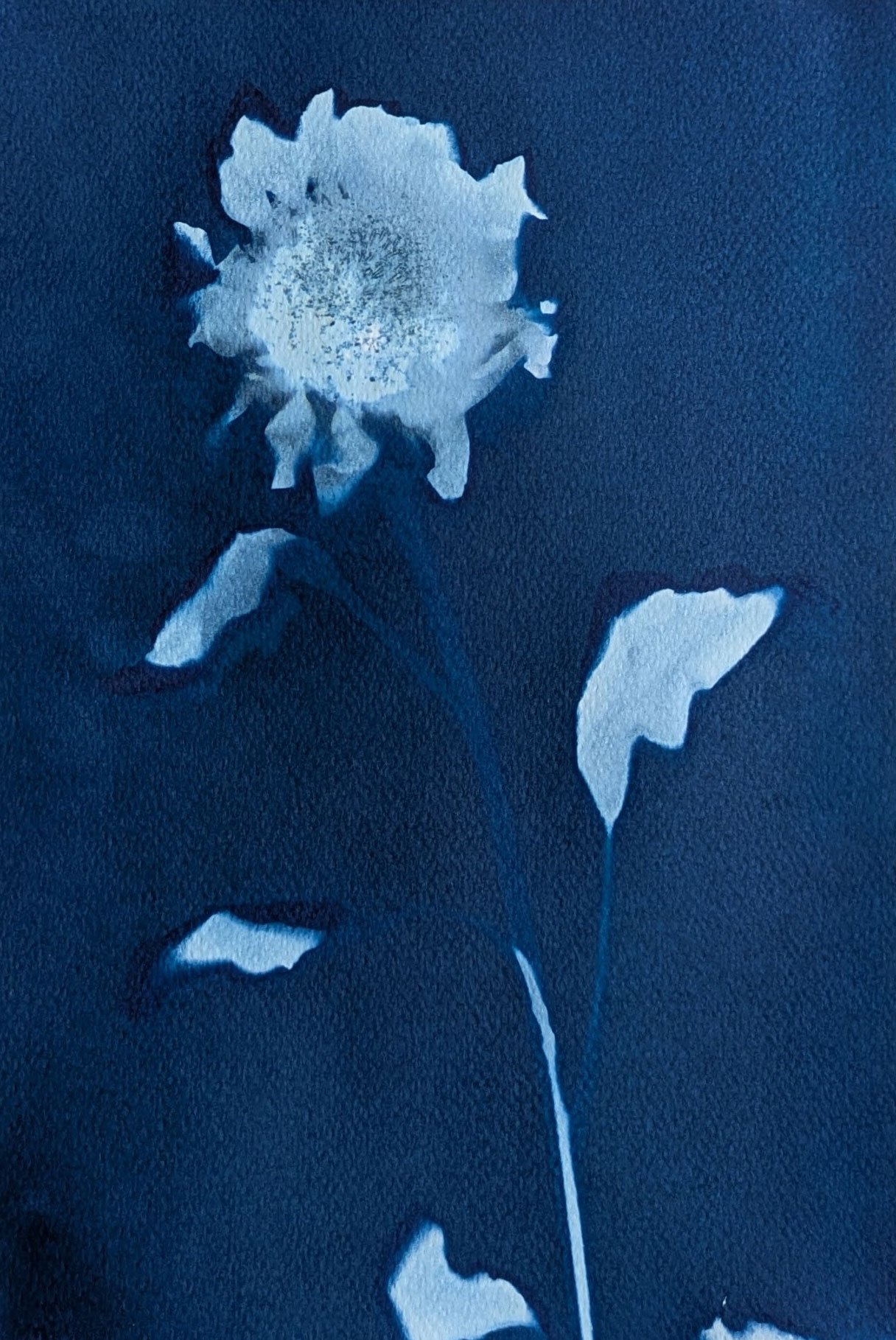 Blue-sunflower-1.jpg