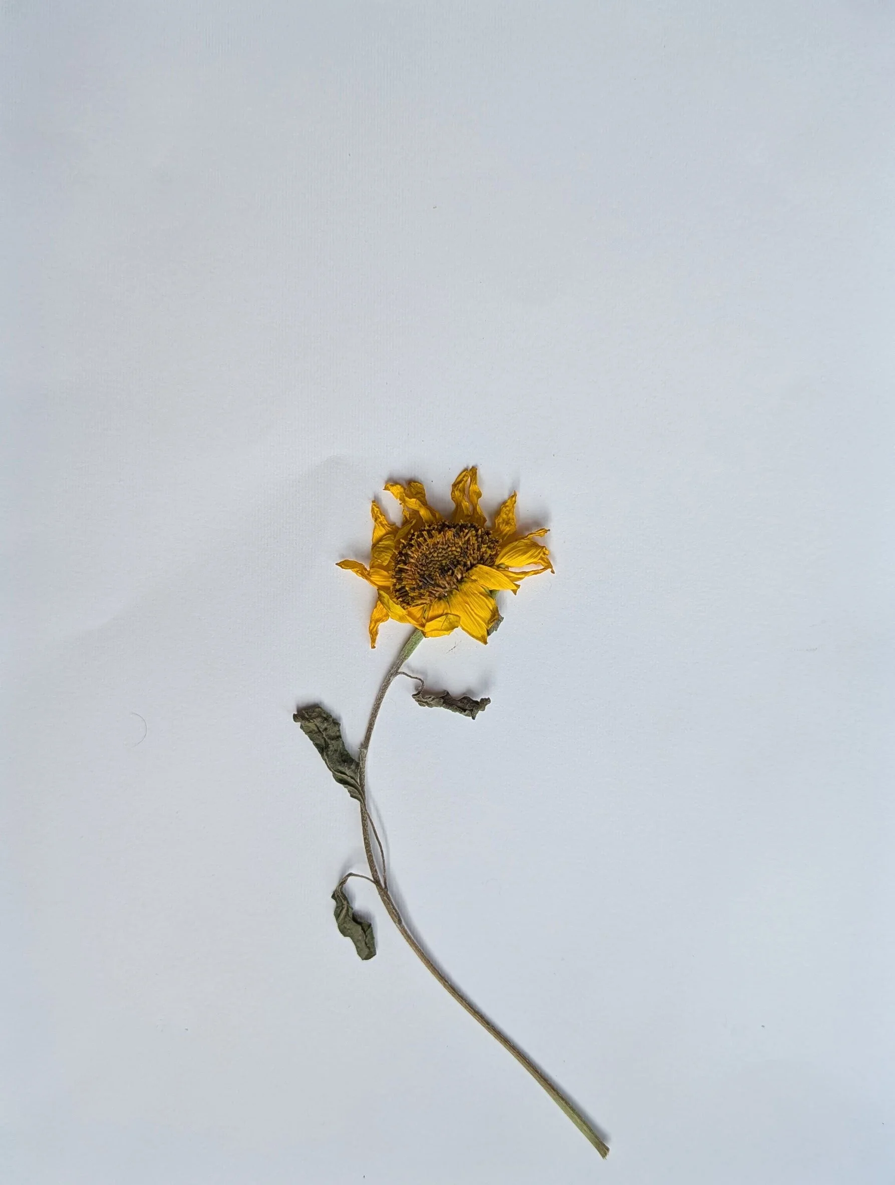 Sunflower-3.jpg