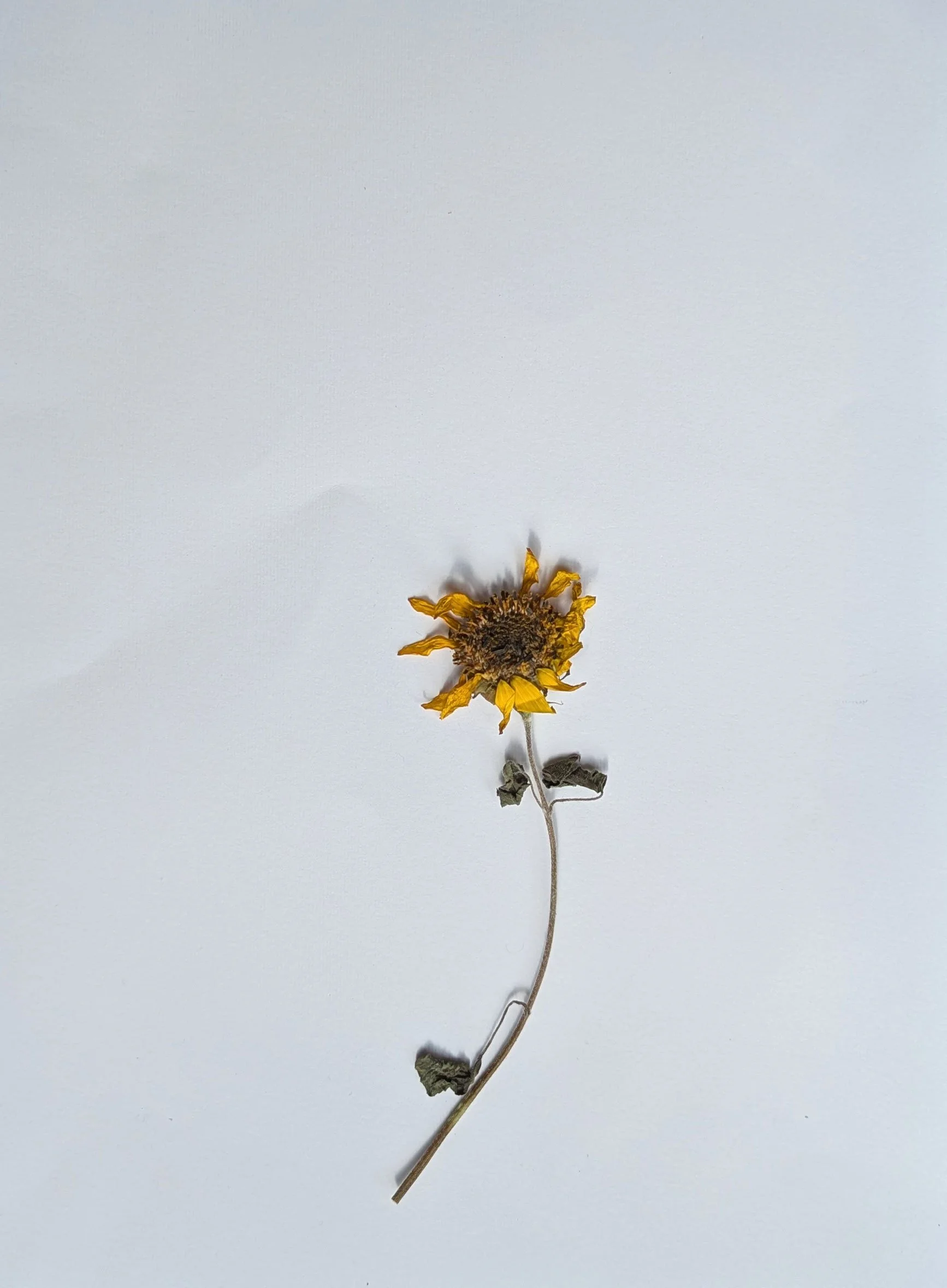 Sunflower-2.jpg