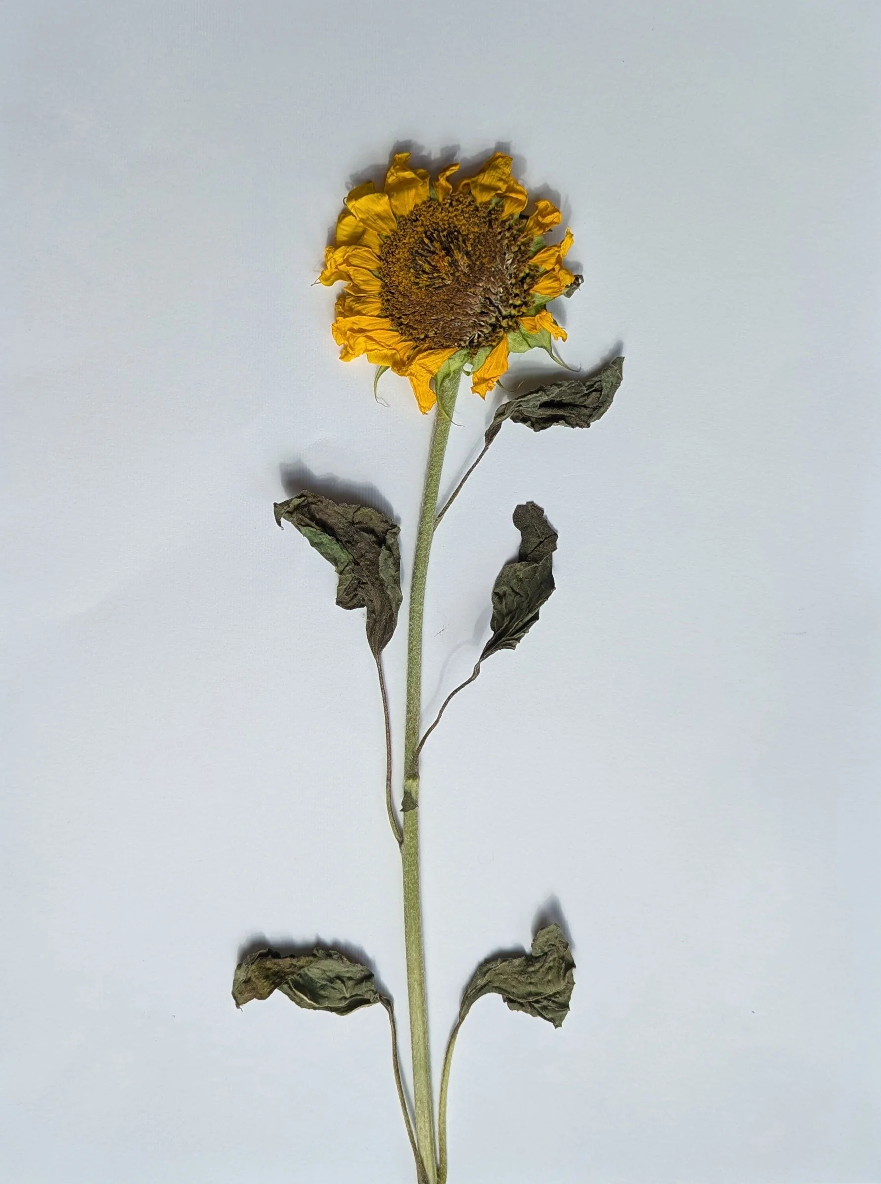 Sunflower-1.jpg