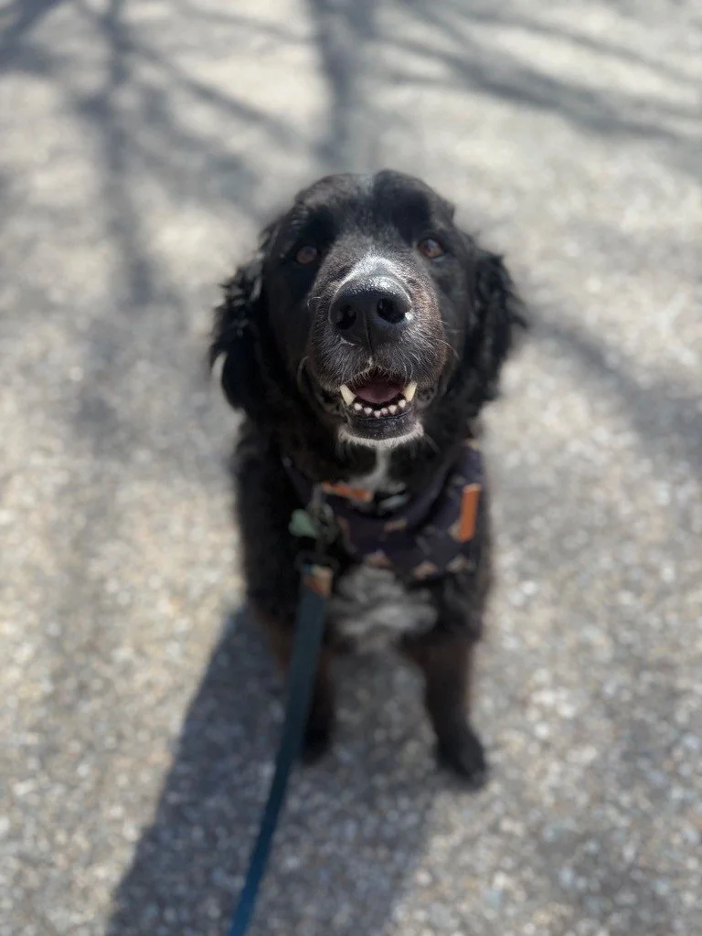 A black dog with a white patch on its chest sitting and looking up with a happy expression, on a leash outdoors.