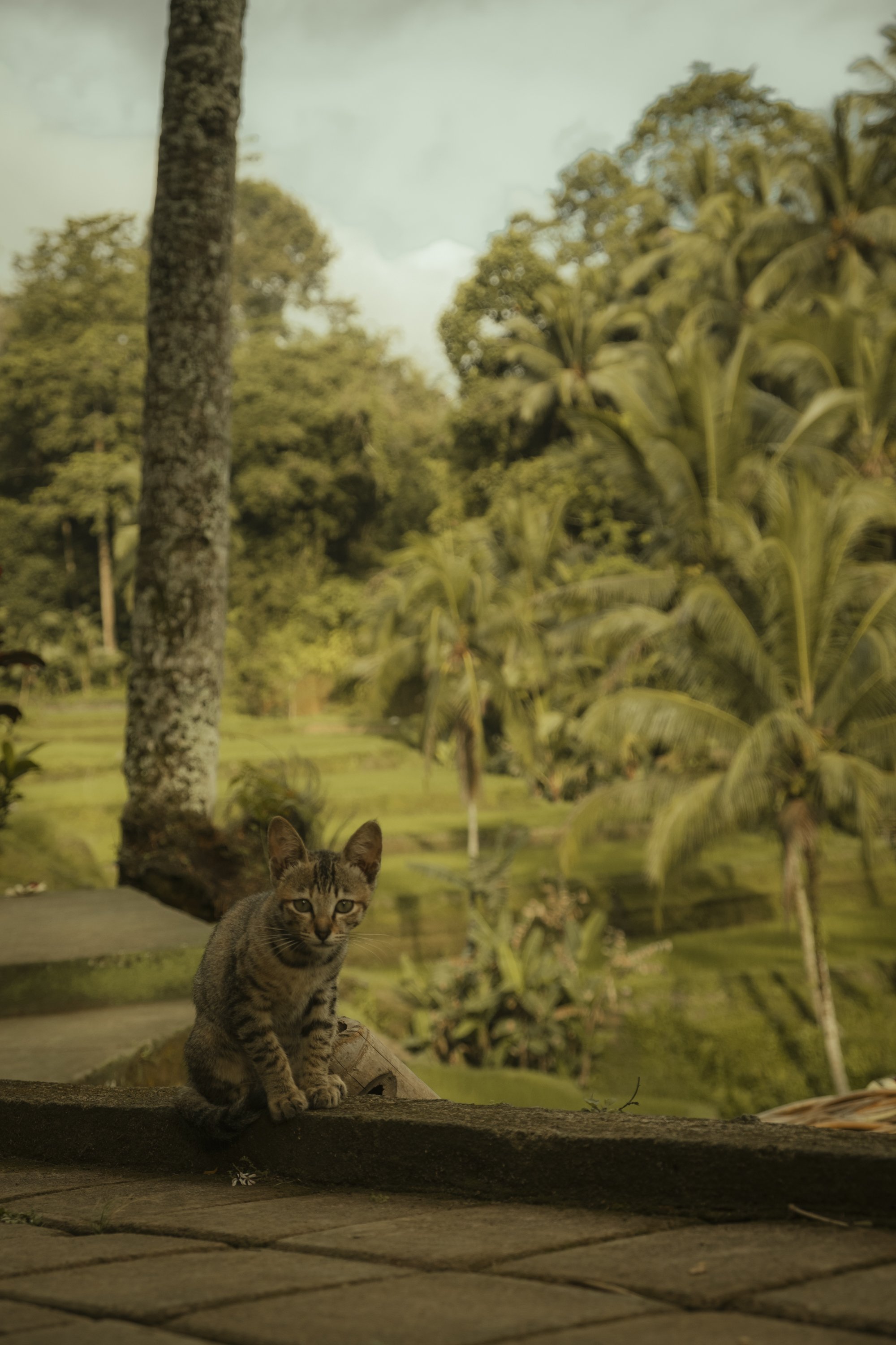 Bali-145.jpg