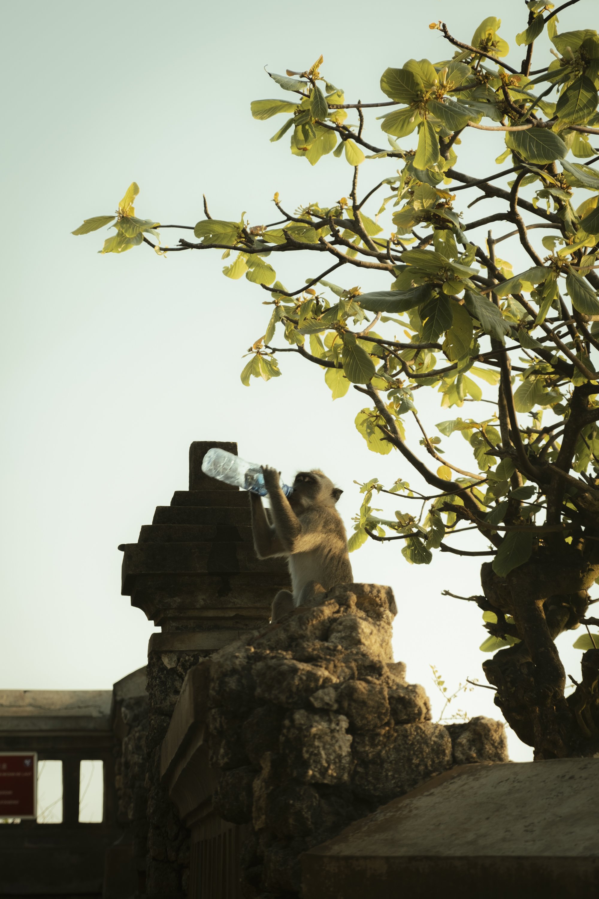 Bali-117.jpg