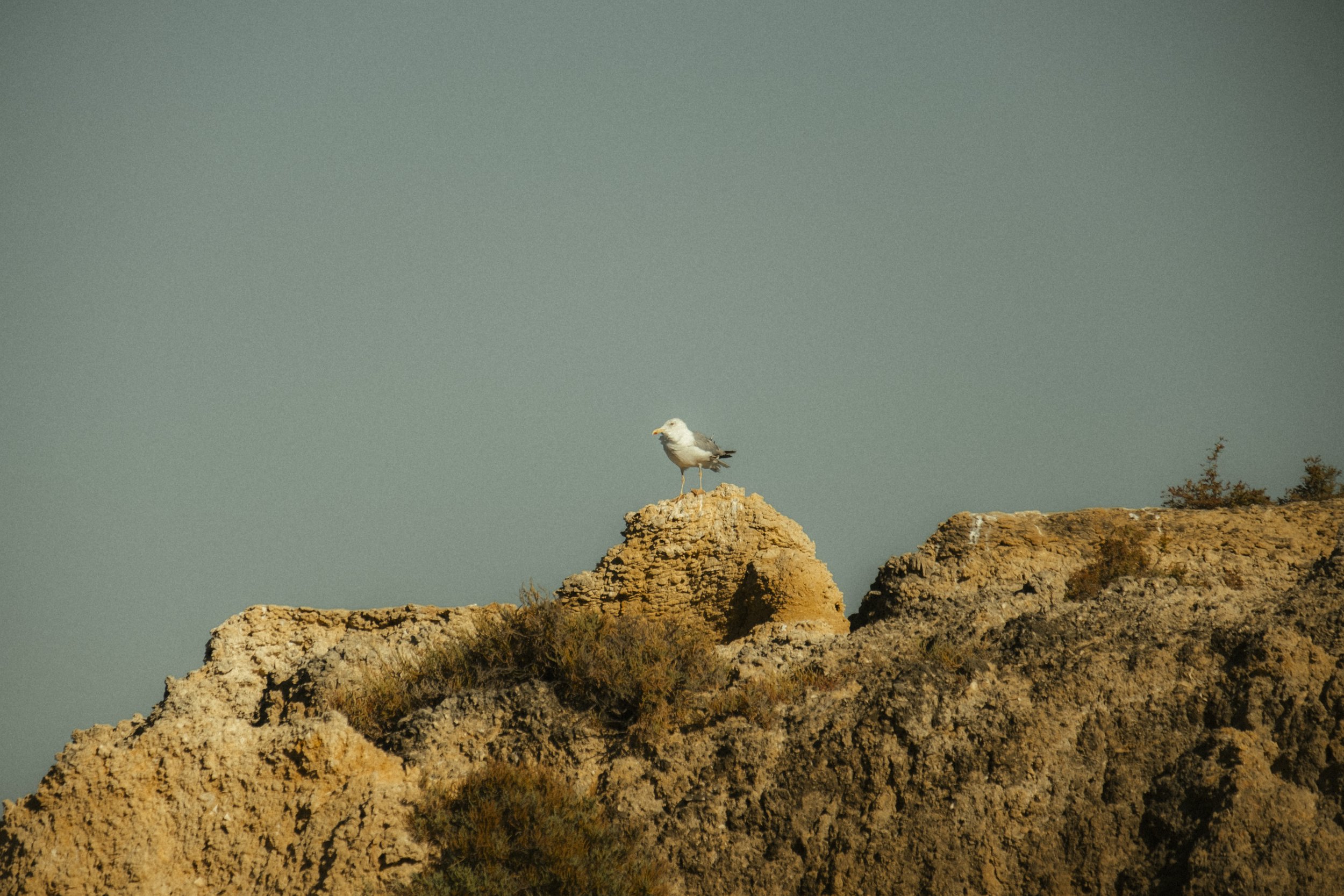 Seagull at the rocks