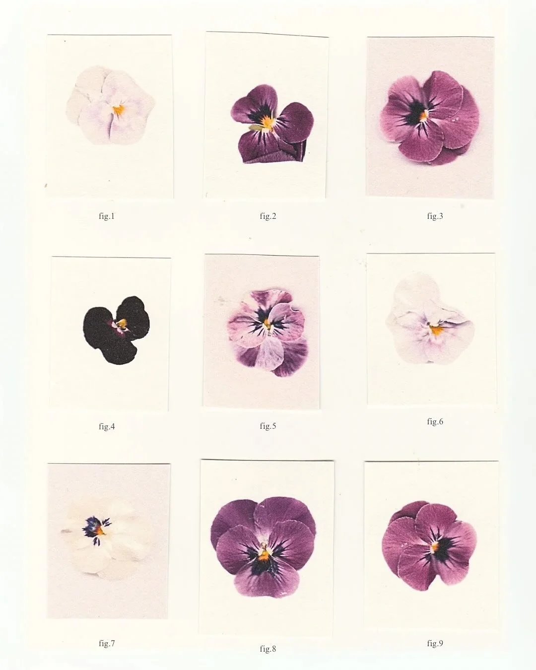 Pansies 🪺 from balcony to grid 
chopped, scanned &amp; tiled