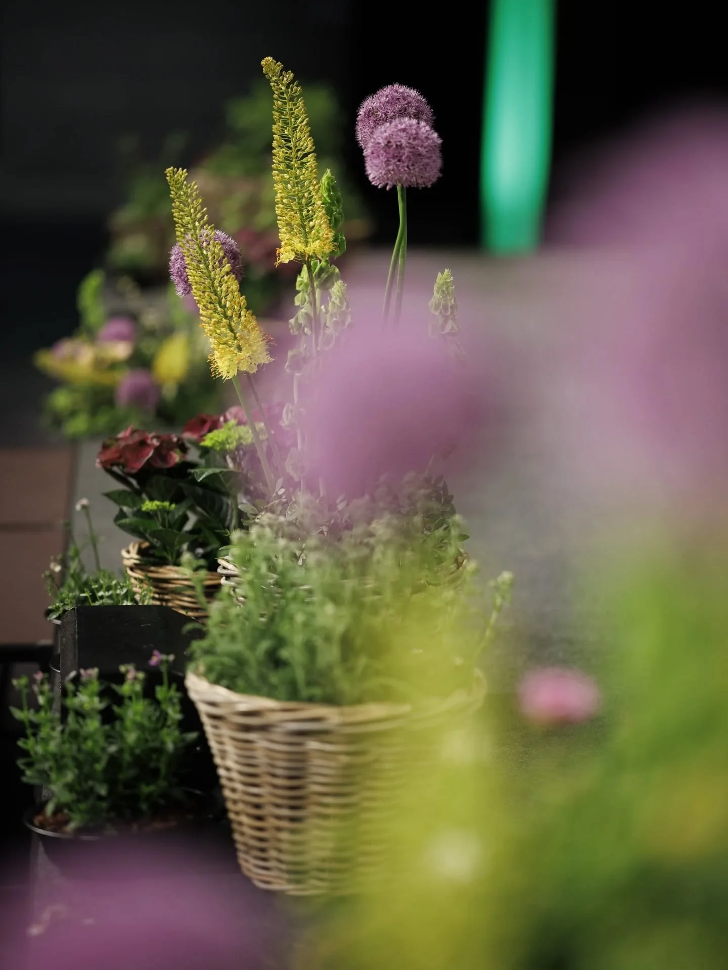 | B&uuml;hnendekoration |

Grosse B&uuml;hnen brauchen oft viel Dekoration, damit die gew&uuml;nschte Wirkung erzielt werden kann. Mit viel Schnittblumen ist das manchmal etwas schade, wenn sie nach dem Anlass nicht nochmal weiterverwendet werden.
Be