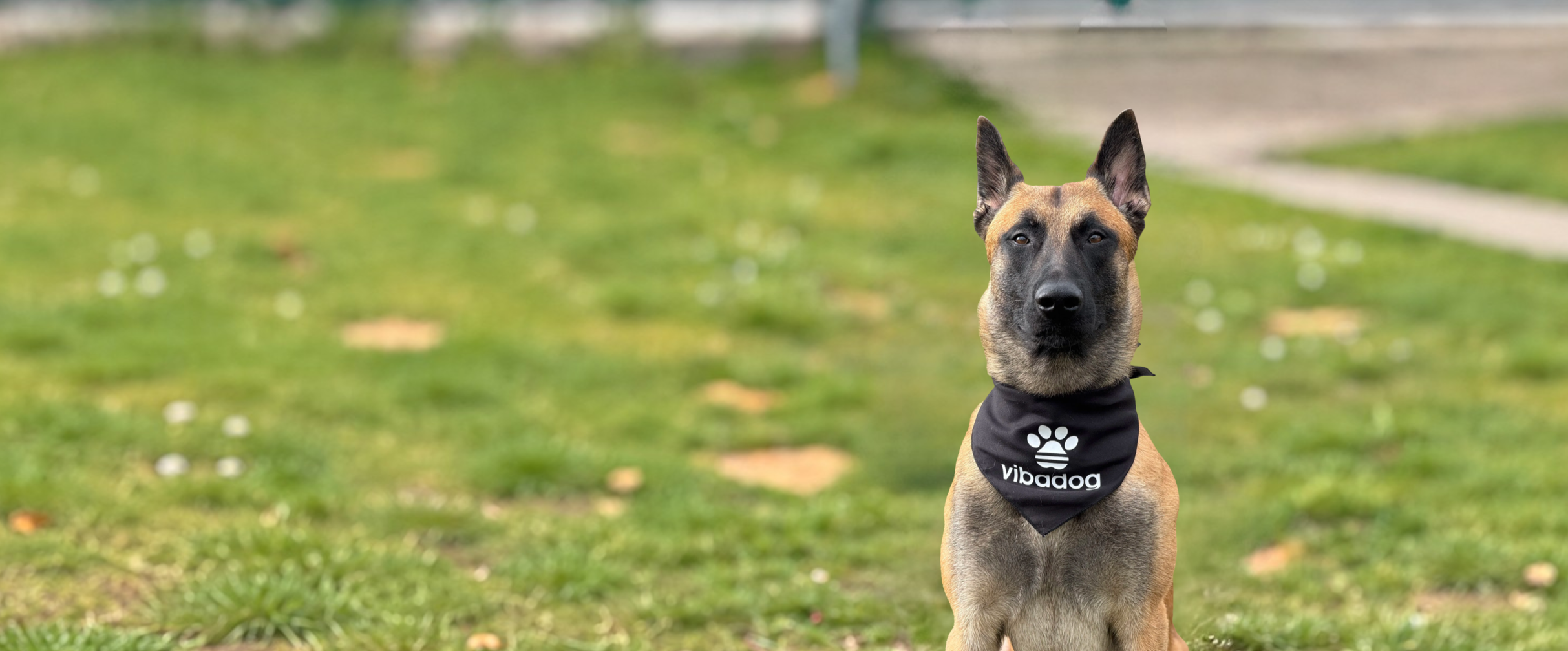 Ein Hund, Belgischer Schäferhund (Malinois) mit schwarzem ViBaDog-Halstuch auf einer Wiese – Hundezubehör, Trainingsartikel und ViBaDog-Merch im Onlineshop.