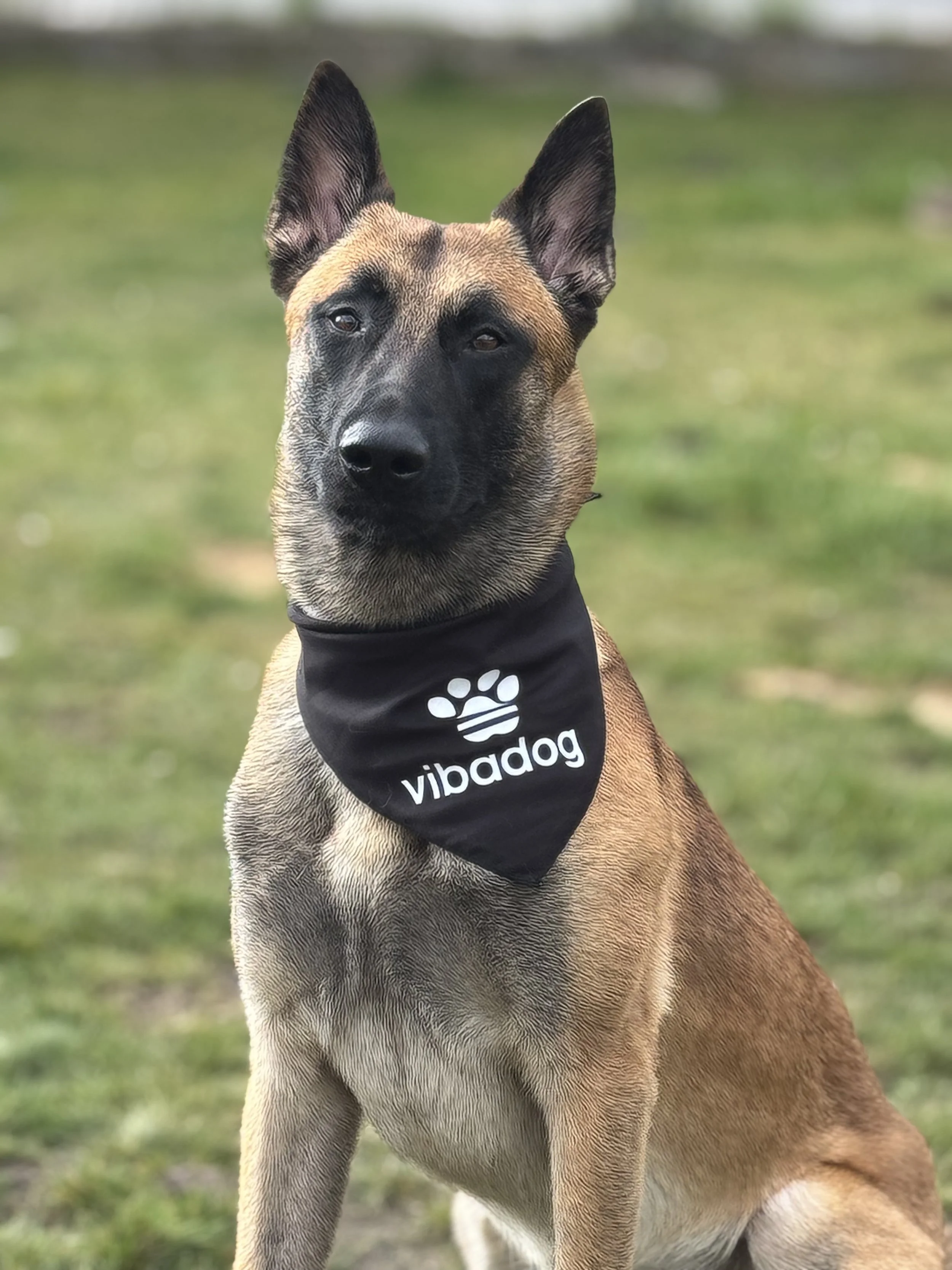 ViBaDog Halstuch getragen von Malinois seitlich