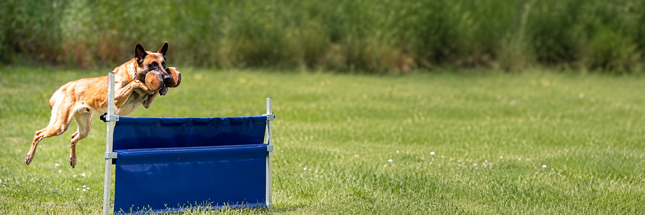 Ein Hund springt beim Apportieren über eine Hürde – IGP-Unterordnung im Gebrauchshundesport bei ViBaDog.