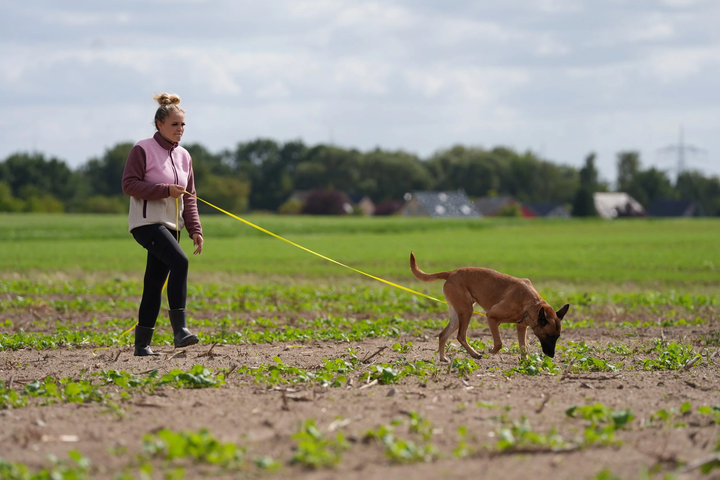 Hundetrainerin Vivienne von ViBaDog trainiert mit ihrem Malinois die Fährtenarbeit auf einem Feld – IGP-Fährtentraining mit Schleppleine.
