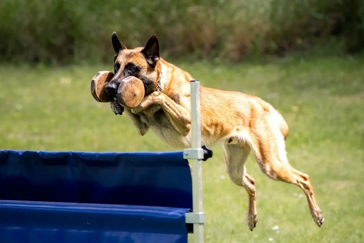 Malinois springt beim Apportieren über eine Hürde – IGP-Unterordnung und Apportiertraining im ViBaDog-Unterordnung Webinar.