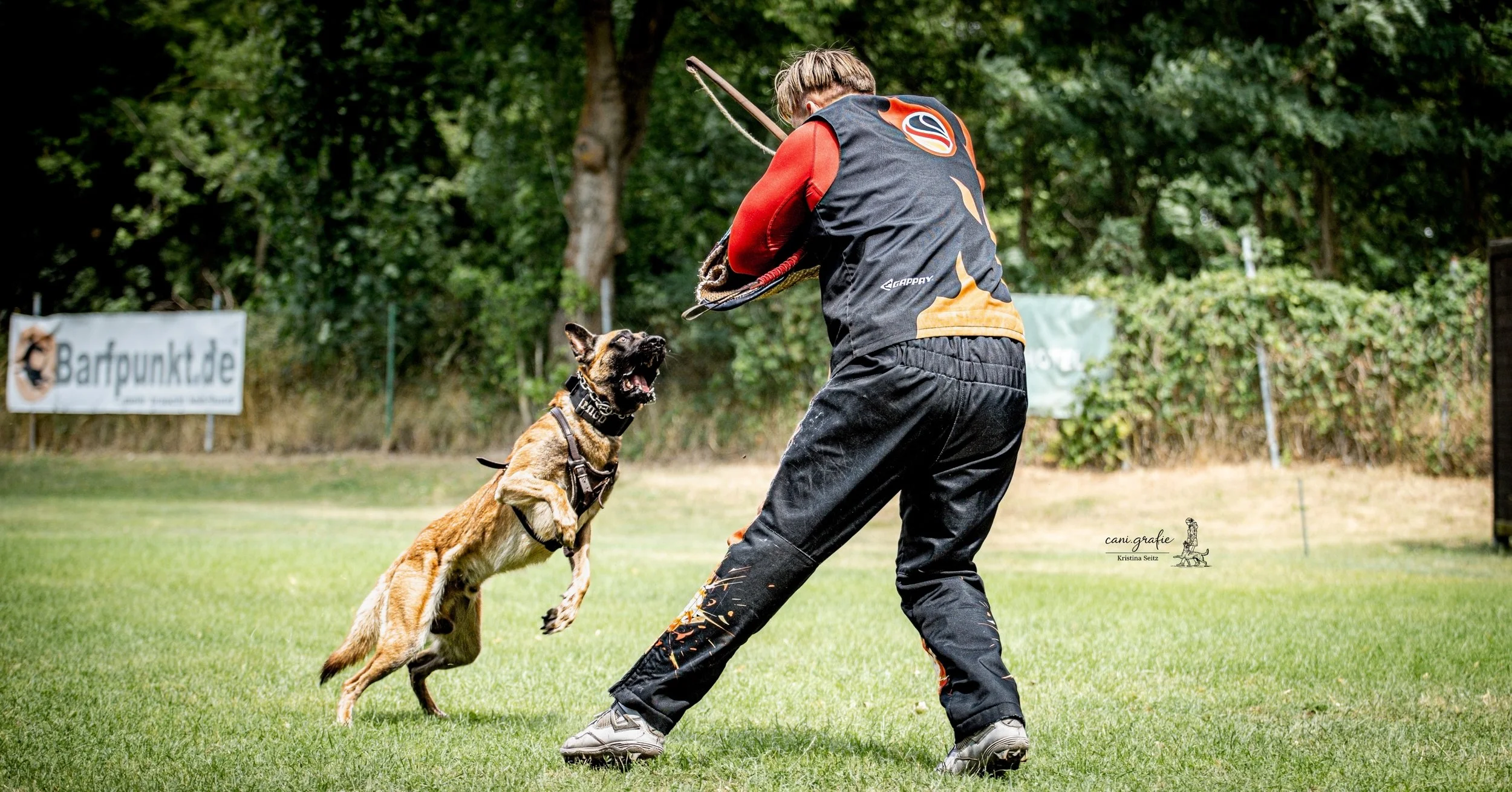 Malinois beim IGP-Schutzdiensttraining mit einem Schutzdiensthelfer im Schutzanzug – gezieltes Training mit Beißarm im Gebrauchshundesport.