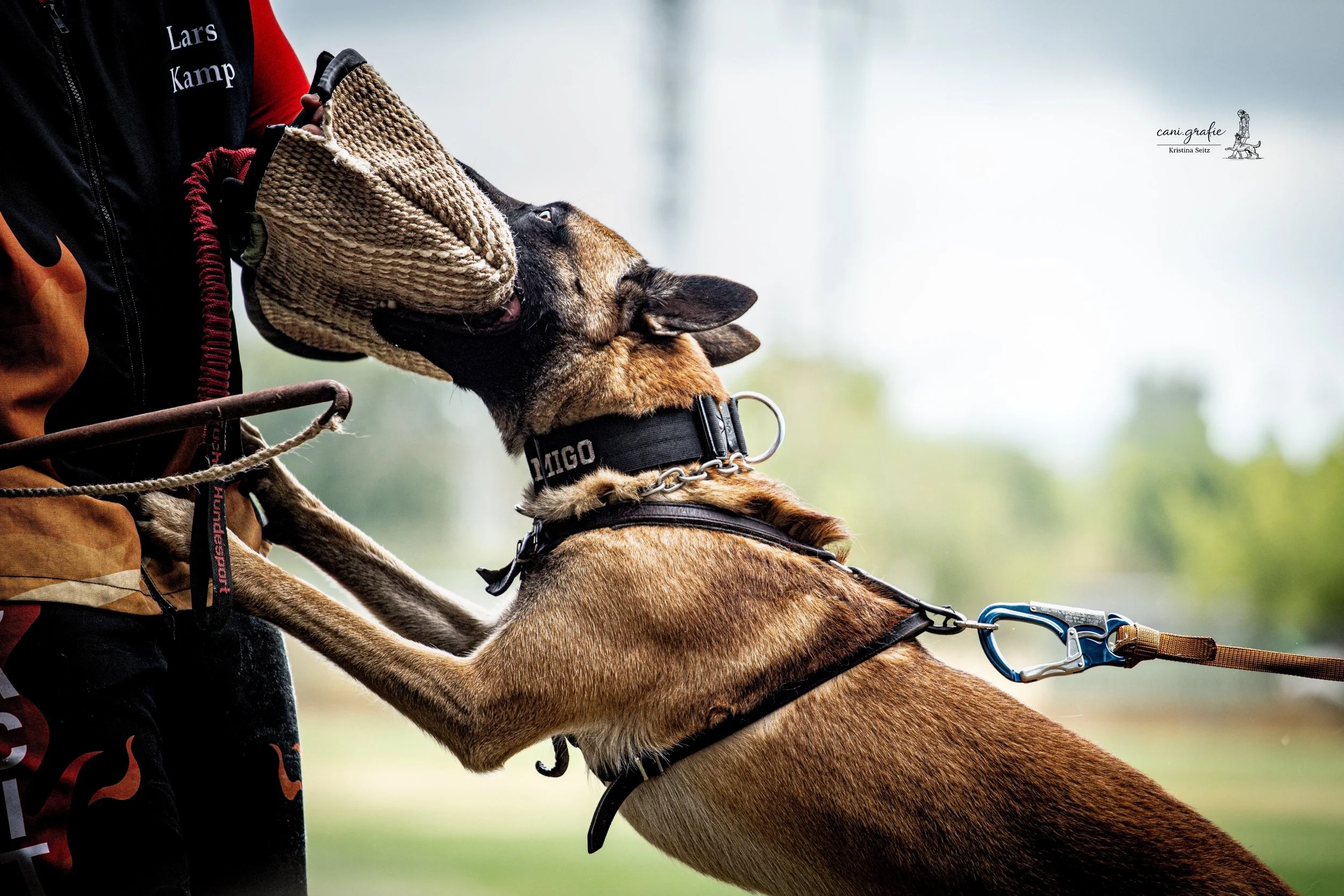 Malinois beim IGP-Schutzdienst am Beißarm eines Schutzdiensthelfers – Schutzdiensttraining und Griffarbeit im ViBaDog - Schutzdienst Webinar.