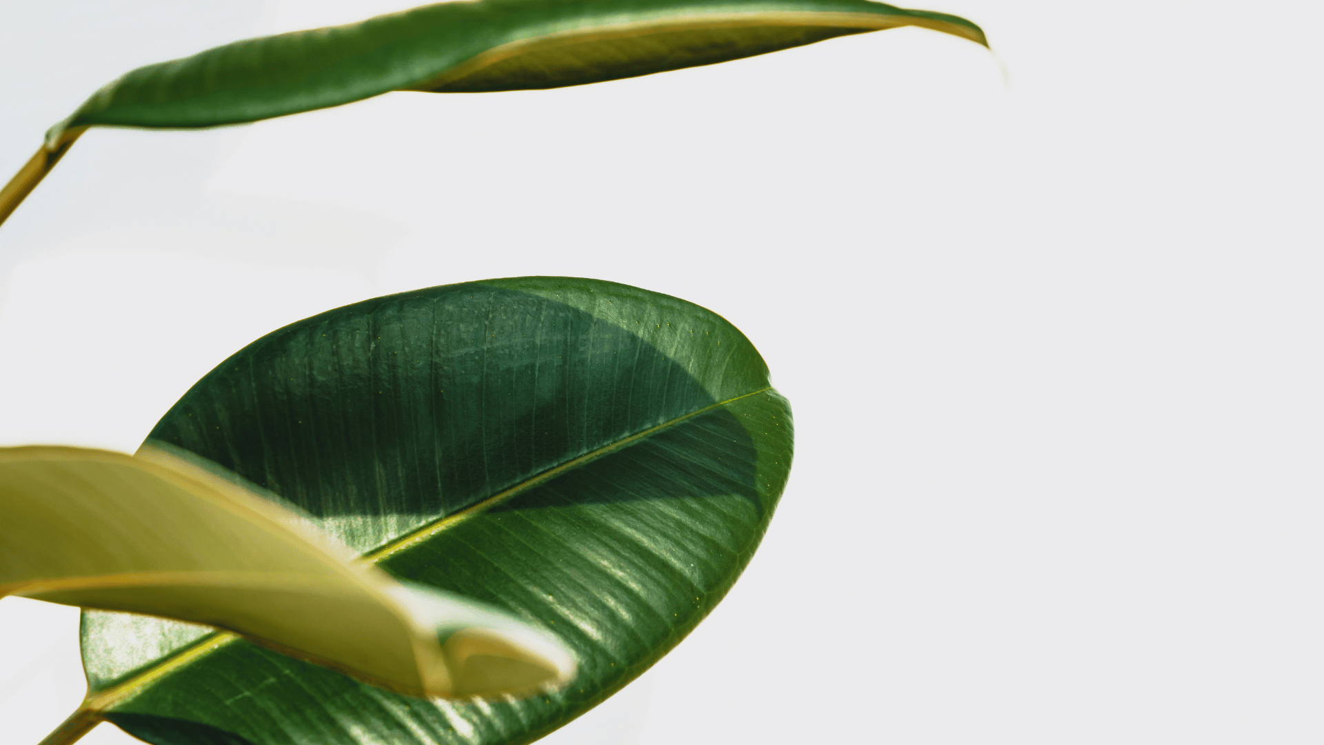 Close-up of green leaves on a clean background, representing calm, simplicity and natural balance
