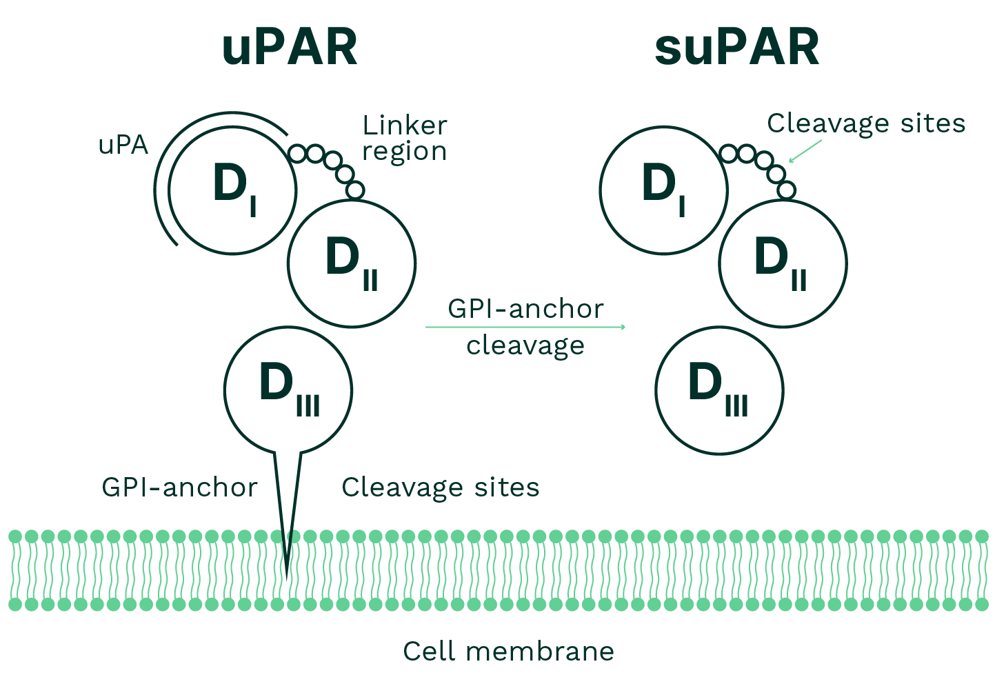 Diagram comparing uPAR and suPAR with cell membrane and domain structures, including GPI-anchors, cleavage sites, and linker regions.