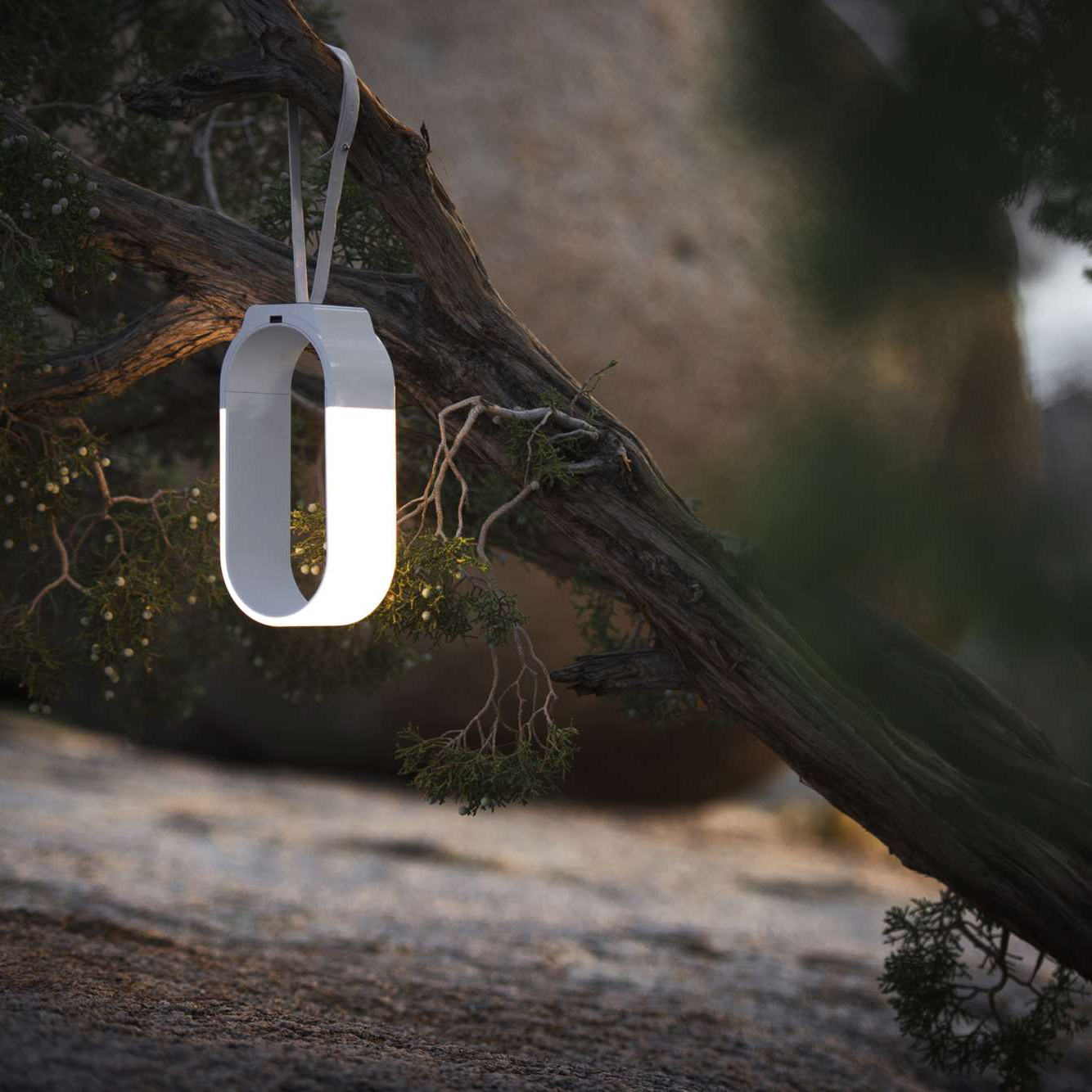 Mr. Go Lantern hanging outdoors in nature setting