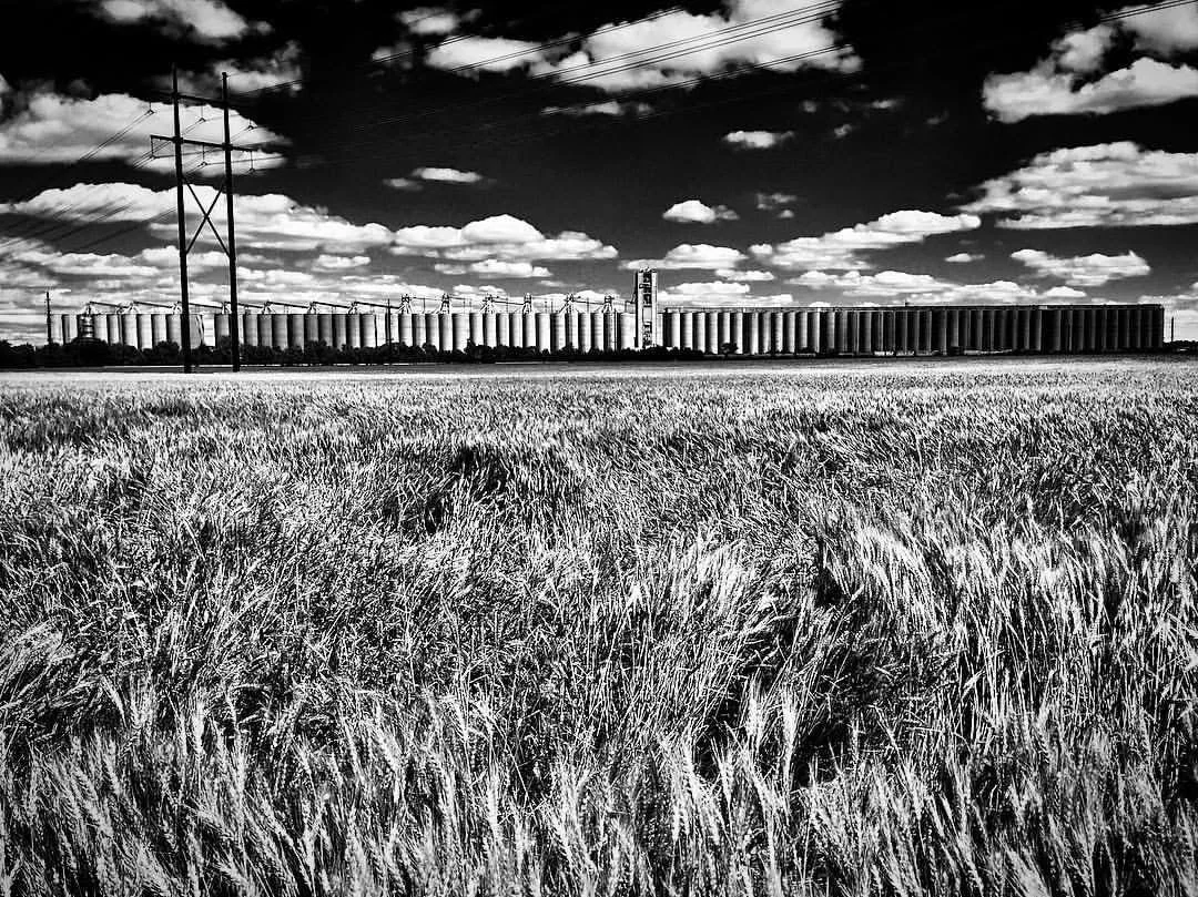A black and white photo of a wheat field with a large industrial grain storage facility and transmission towers in the background under a cloudy sky.